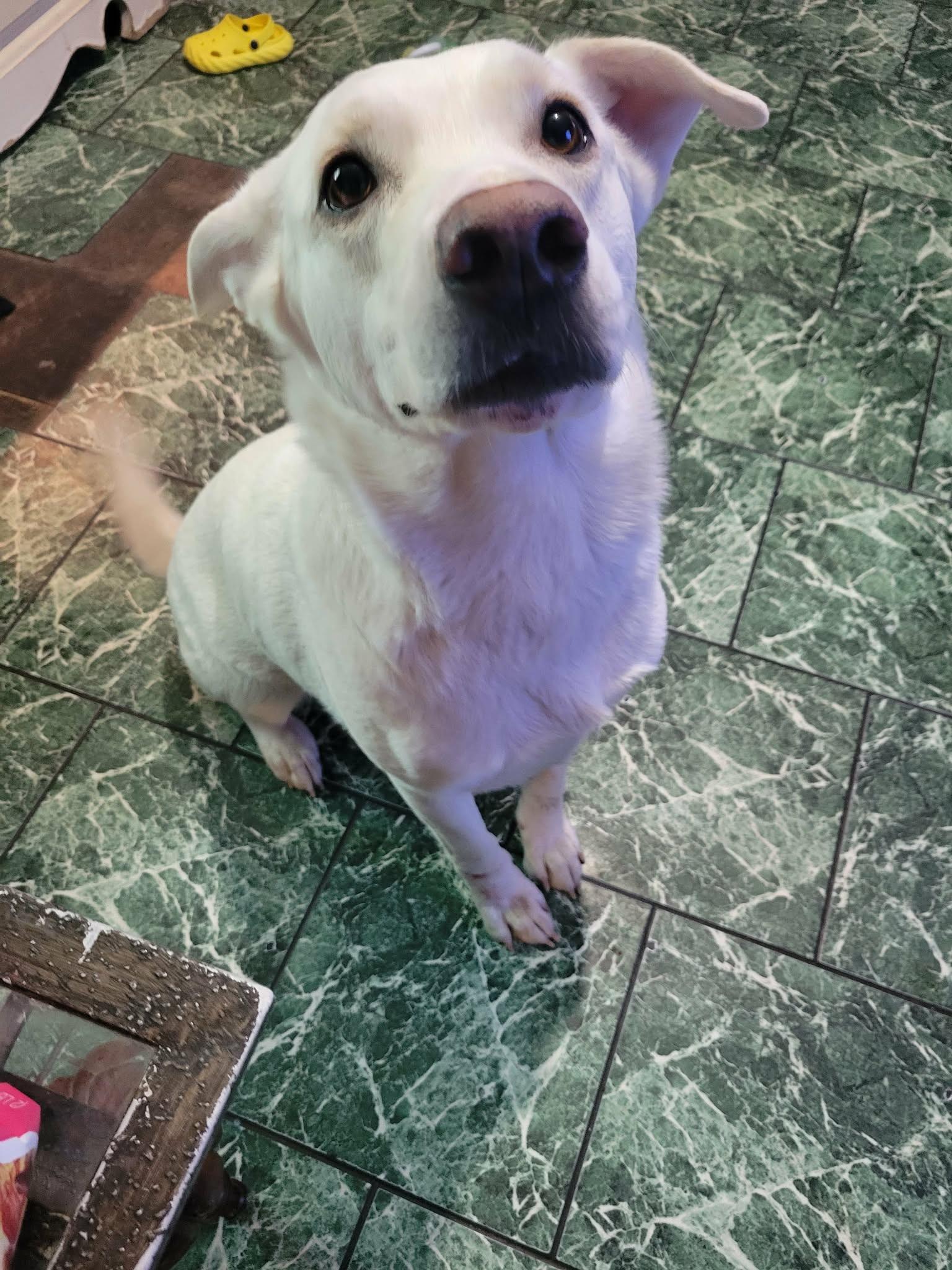 Enlarge Rexa, a Adoptable mixed breed in Brainerd, MN image 4/4