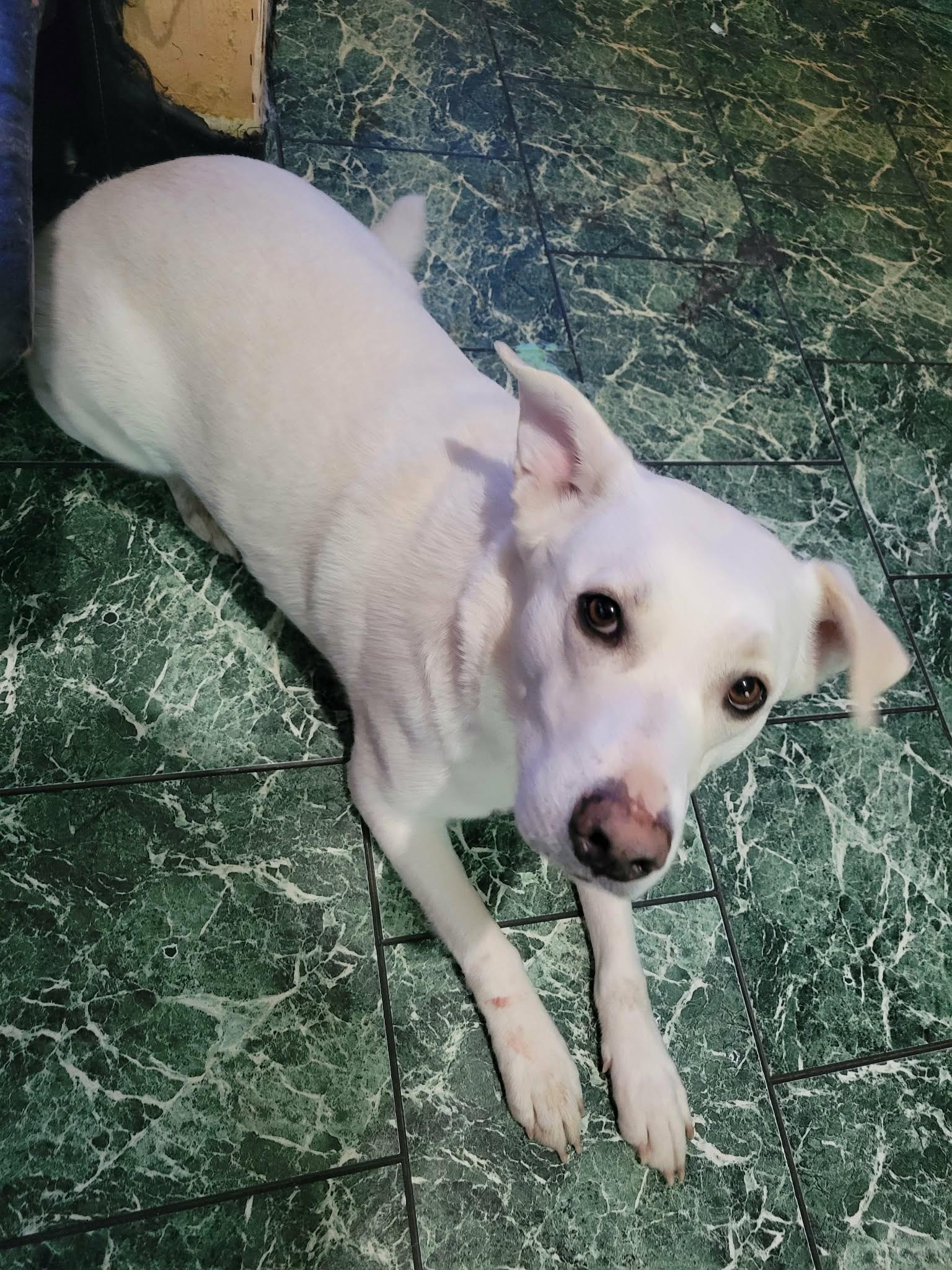 Enlarge Rexa, a Adoptable mixed breed in Brainerd, MN image 3/4