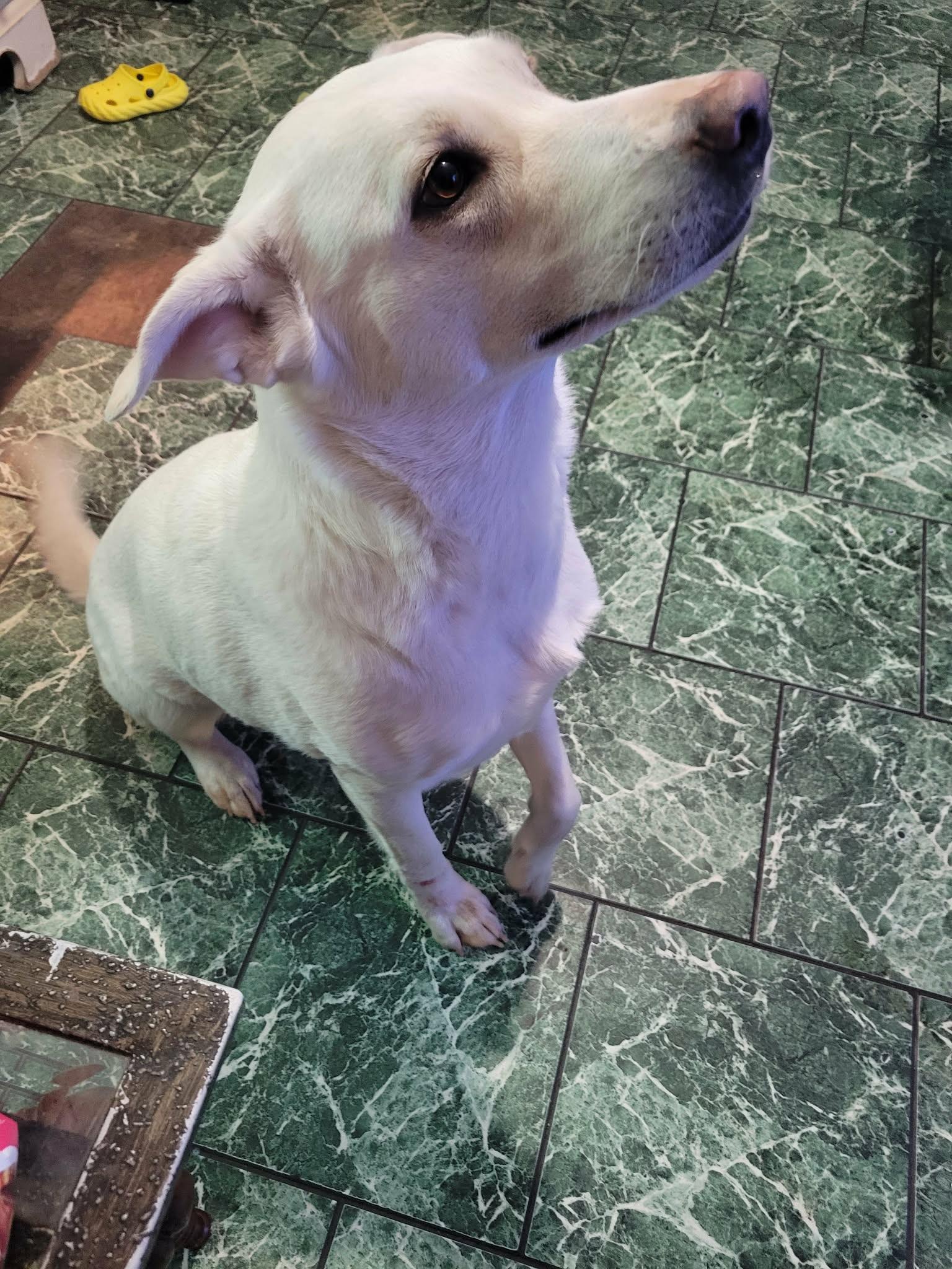 Enlarge Rexa, a Adoptable mixed breed in Brainerd, MN image 2/4