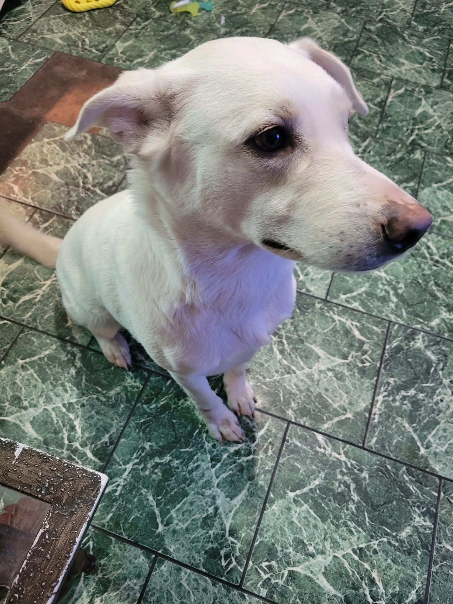 Rexa, Adoptable, Adult Female White German Shepherd.