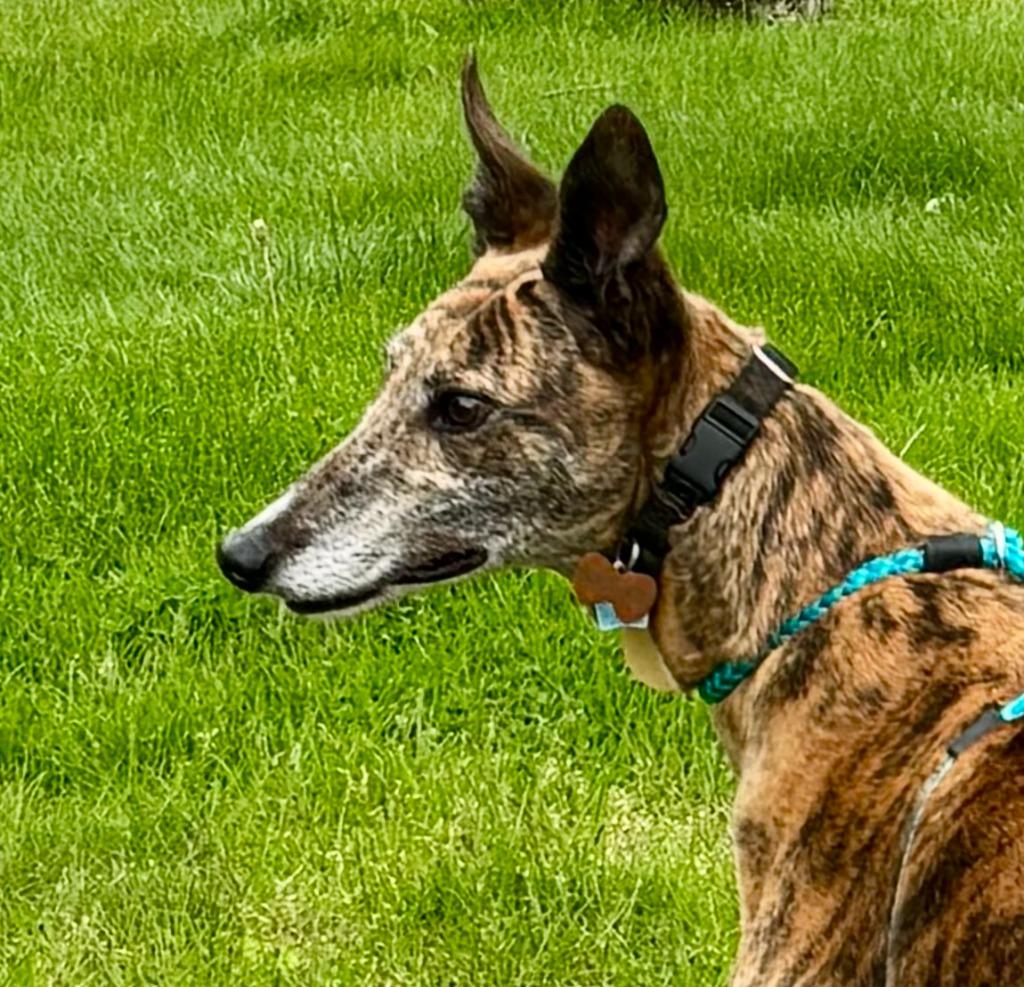 Enlarge Fergus, a Adoptable Greyhound in Hopkinton, MA image 1/2