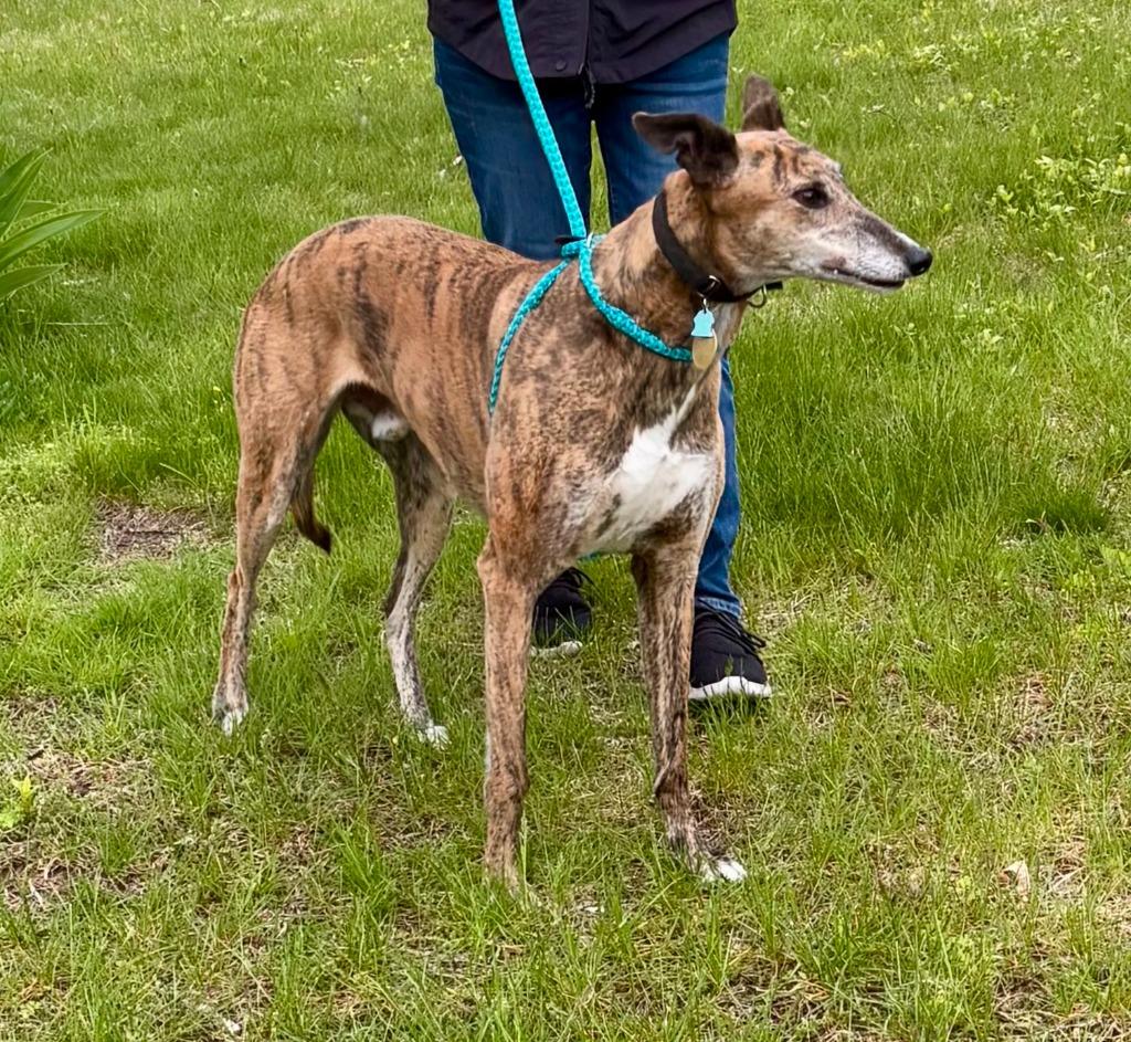 Enlarge Fergus, a Adoptable Greyhound in Hopkinton, MA image 2/2