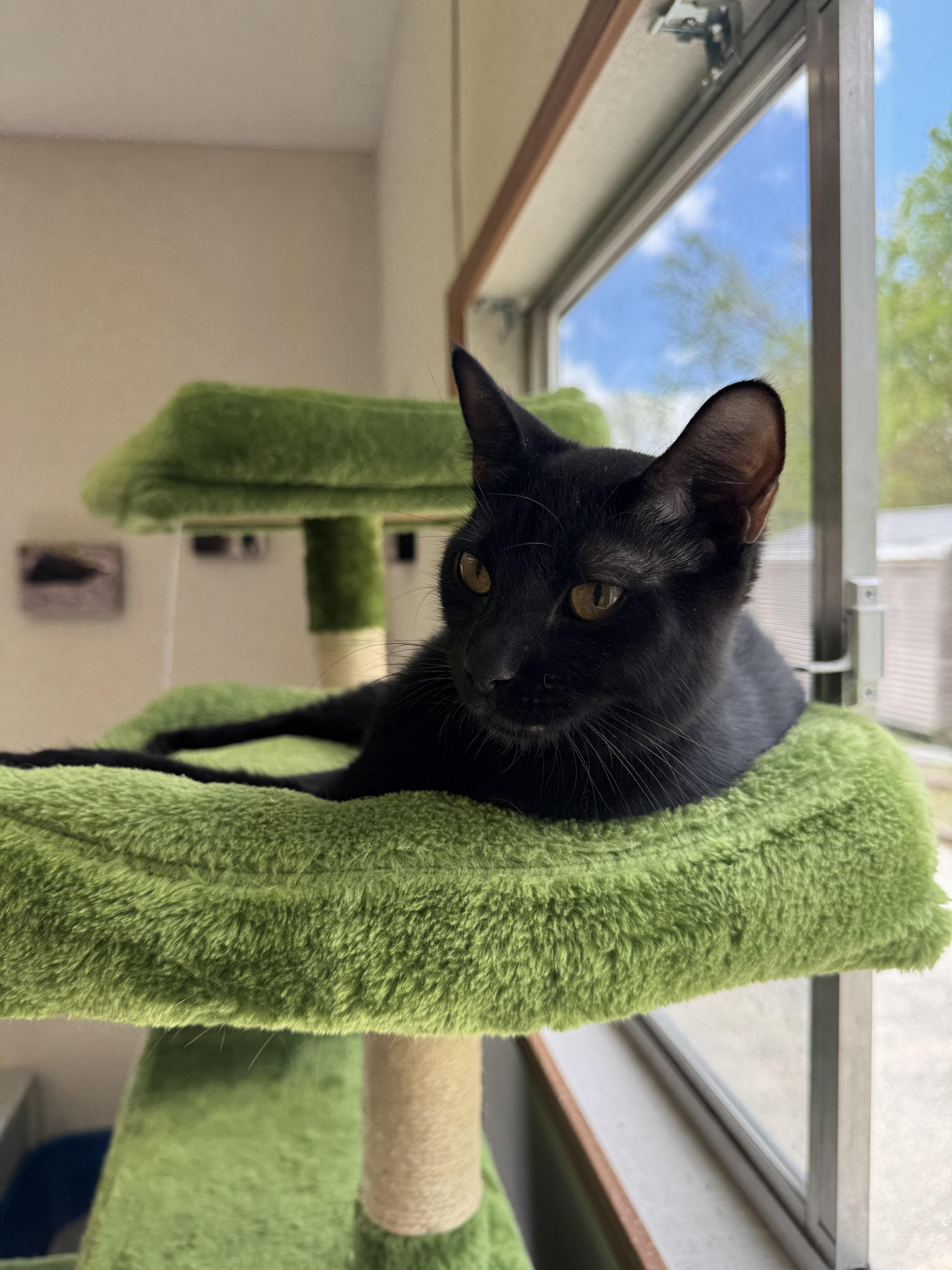 Enlarge Jackson, an adopted mixed breed in Salem, NH image 1/1