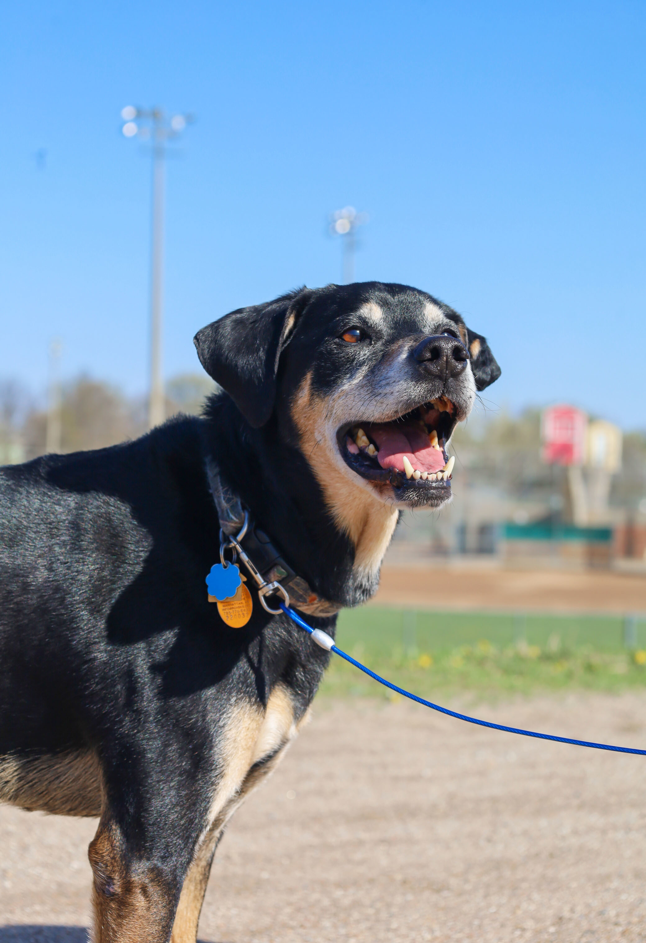Riley County Humane Society Manhattan Ksblog Posts.Html - 88ogikt
