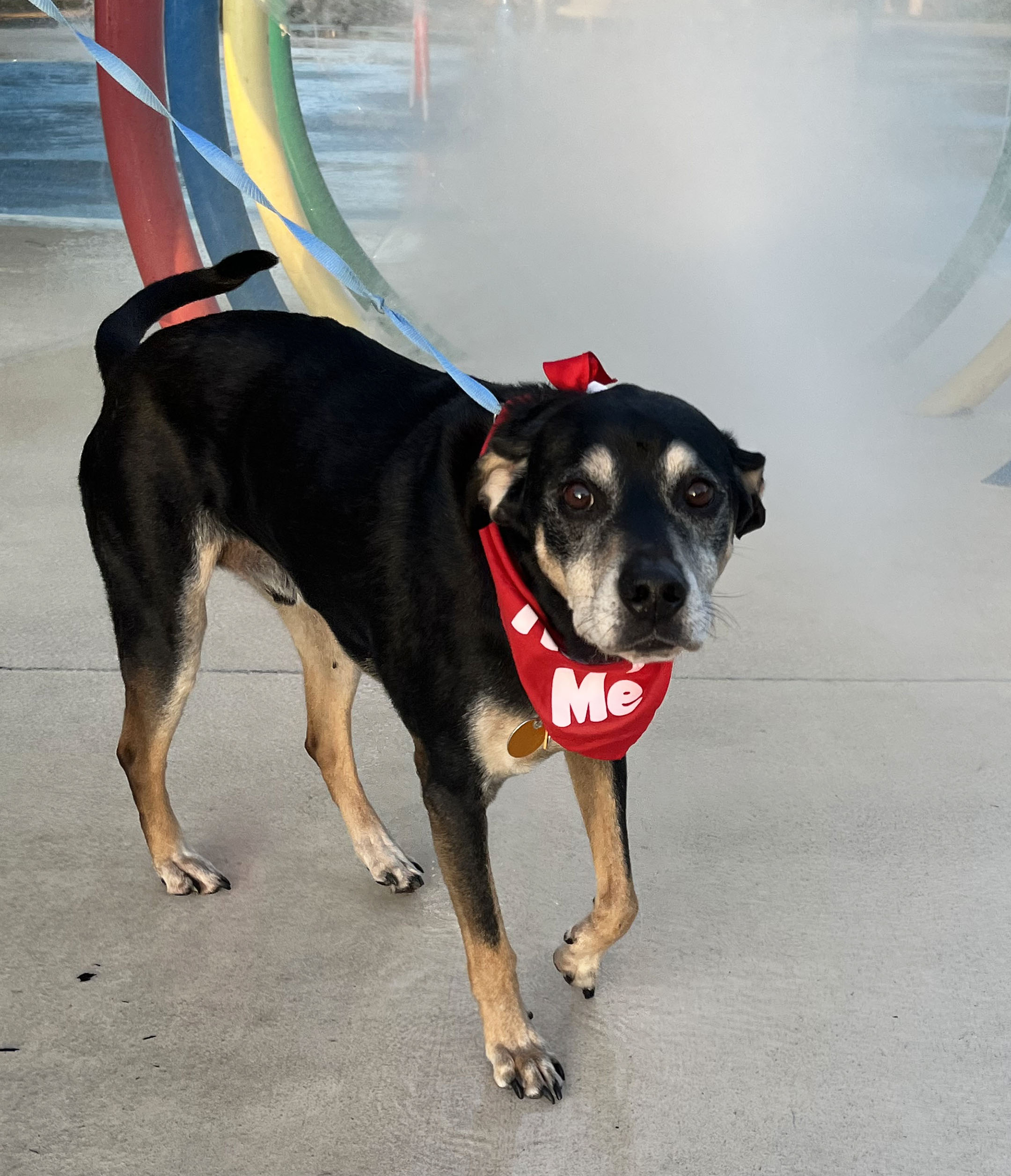 Riley County Humane Society Manhattan Ks - 7v77f85