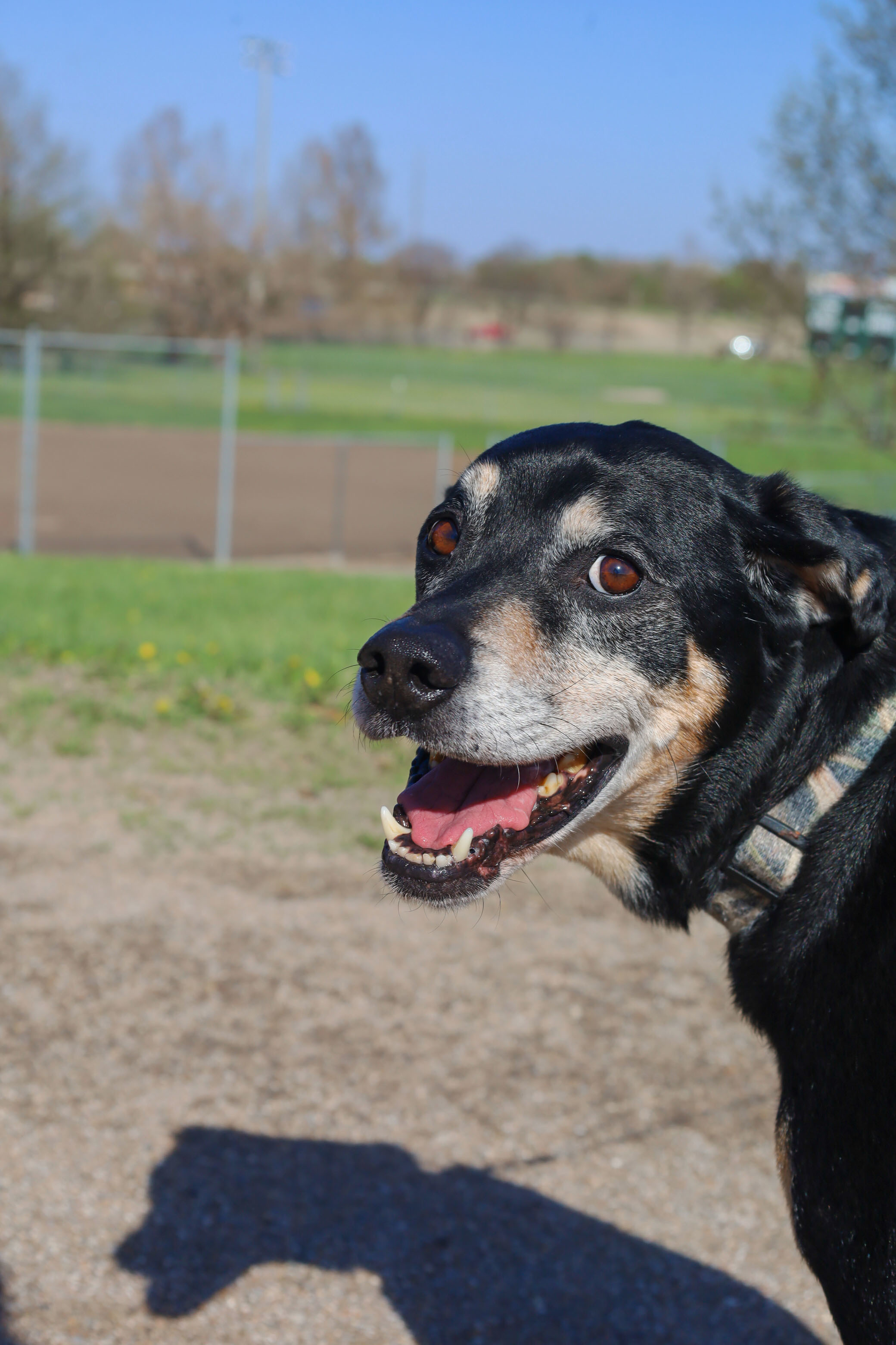 Riley County Humane Society Manhattan Ksblog Posts.Html - k7zvj2c