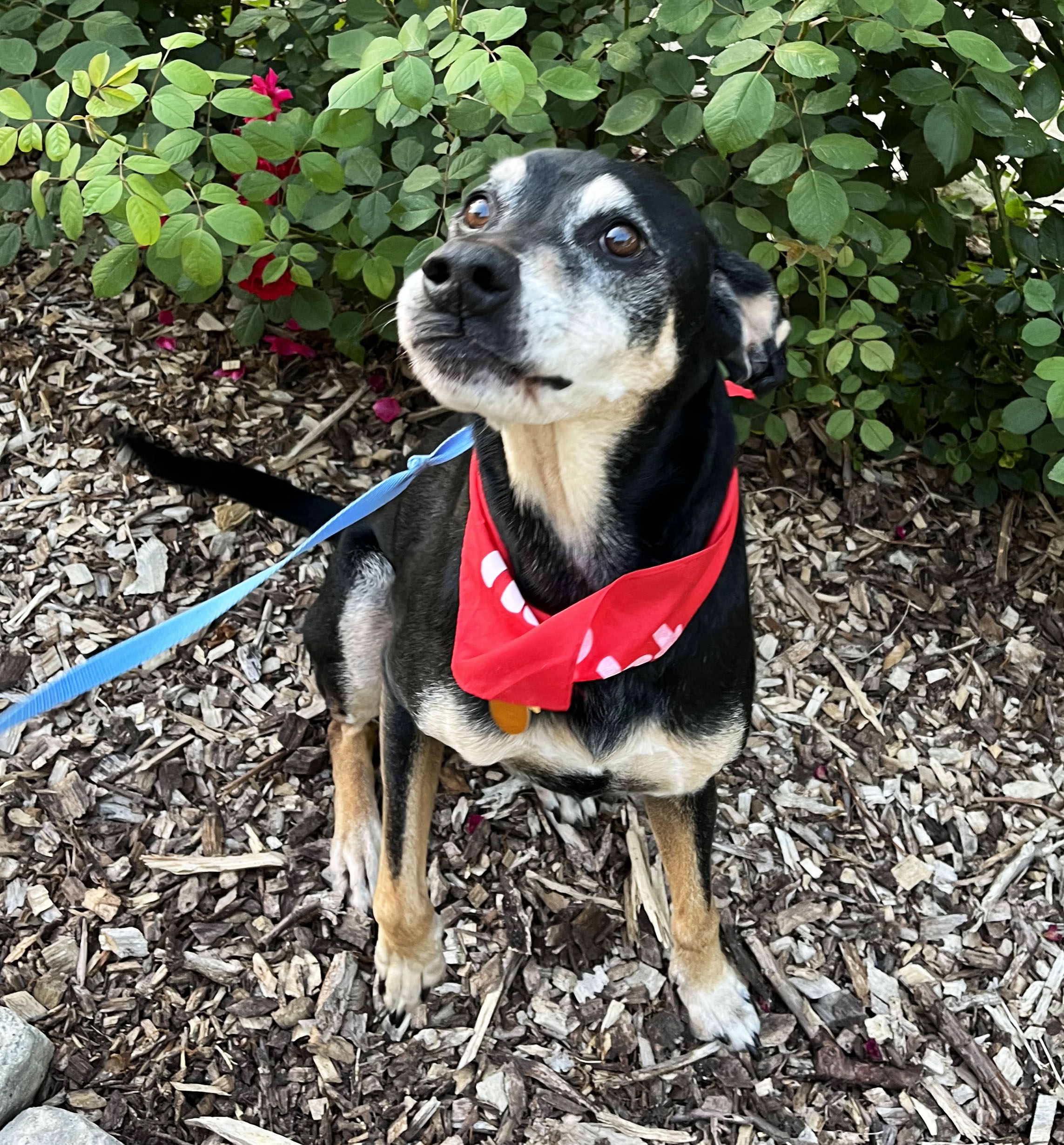Riley County Humane Society Manhattan Ks - 78ll0f2