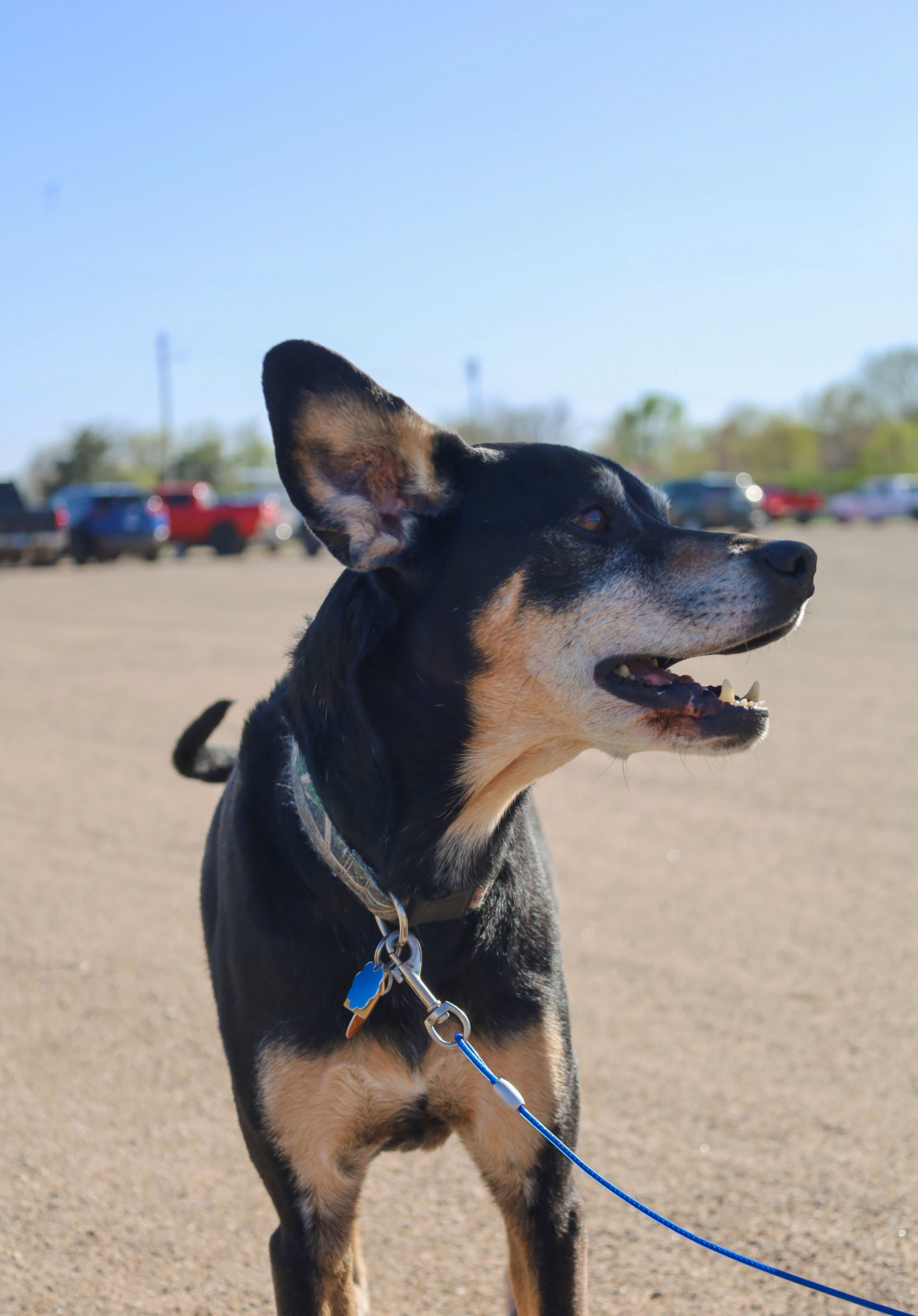 Riley County Humane Society Manhattan Ks - cnzdk4o