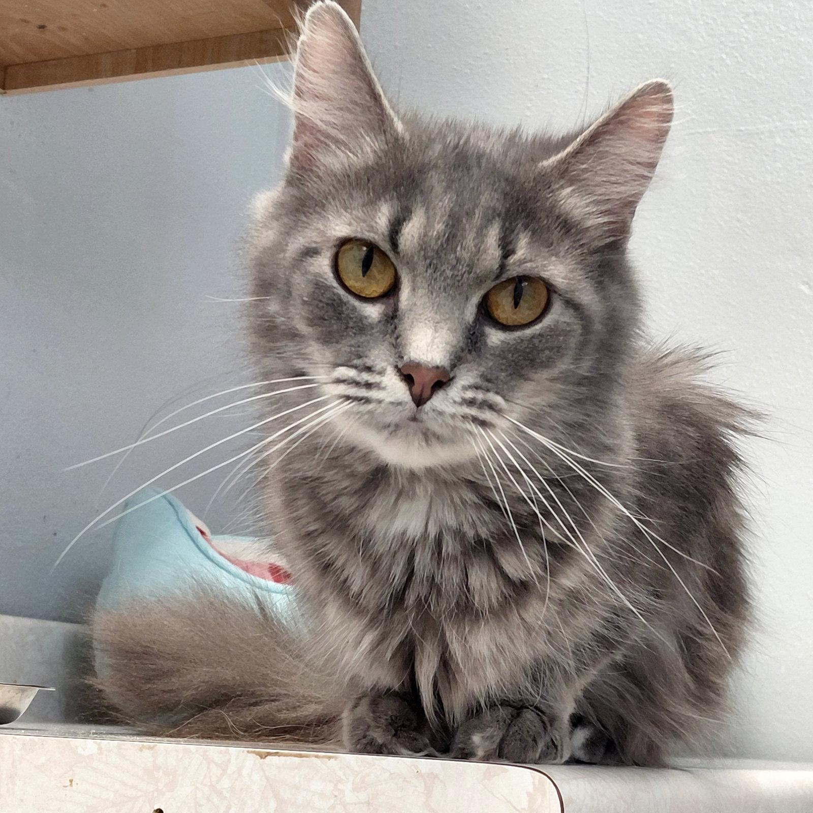 Enlarge Scarlet @ The Cat's Brew, a Adopted Domestic Short Hair in Montello, WI image 1/3