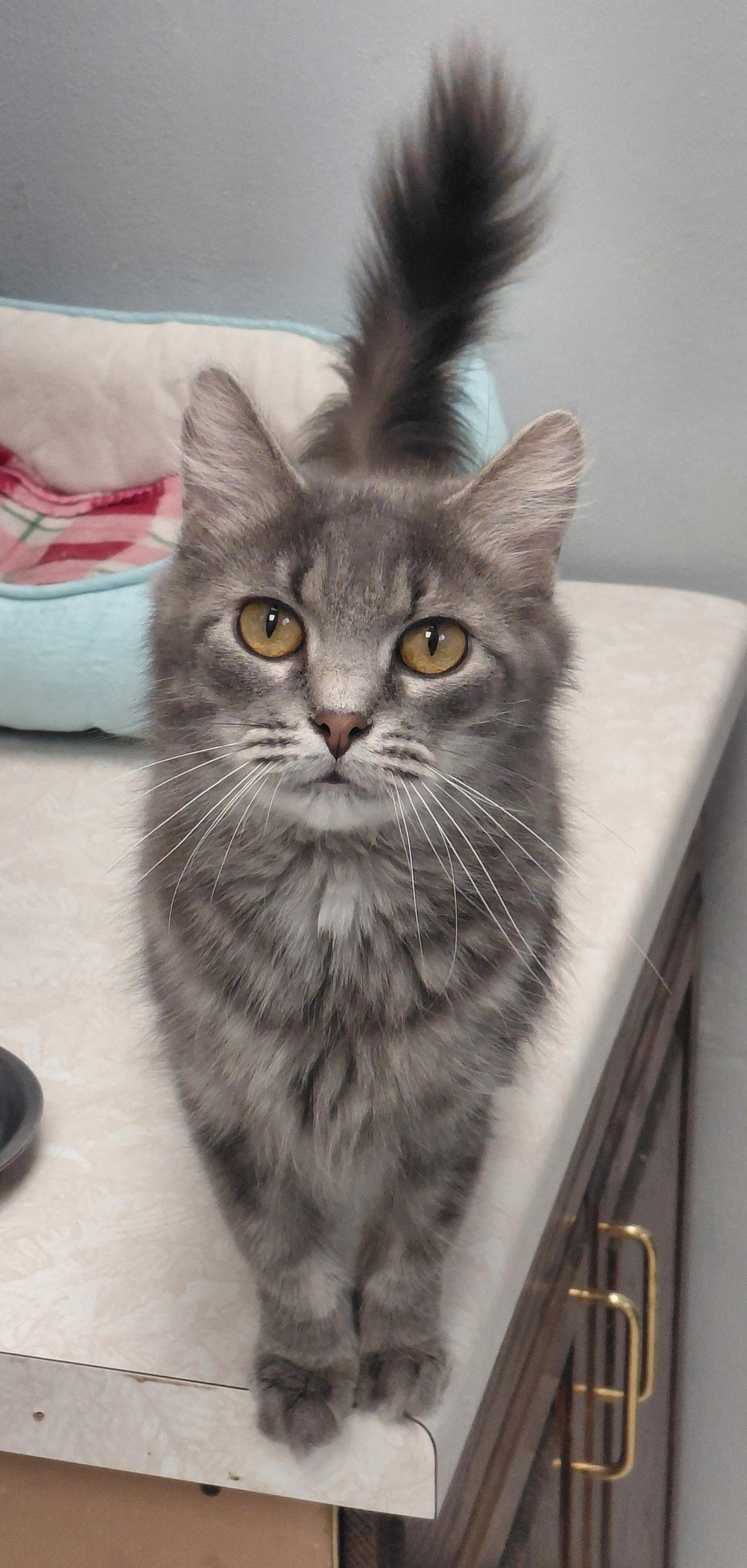 Enlarge Scarlet @ The Cat's Brew, a Adopted Domestic Short Hair in Montello, WI image 2/3