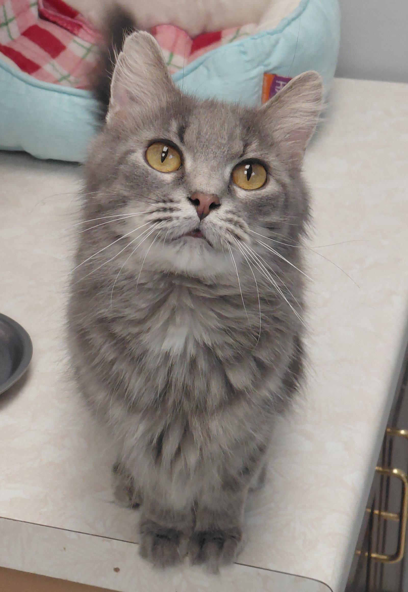 Enlarge Scarlet @ The Cat's Brew, a Adopted Domestic Short Hair in Montello, WI image 3/3