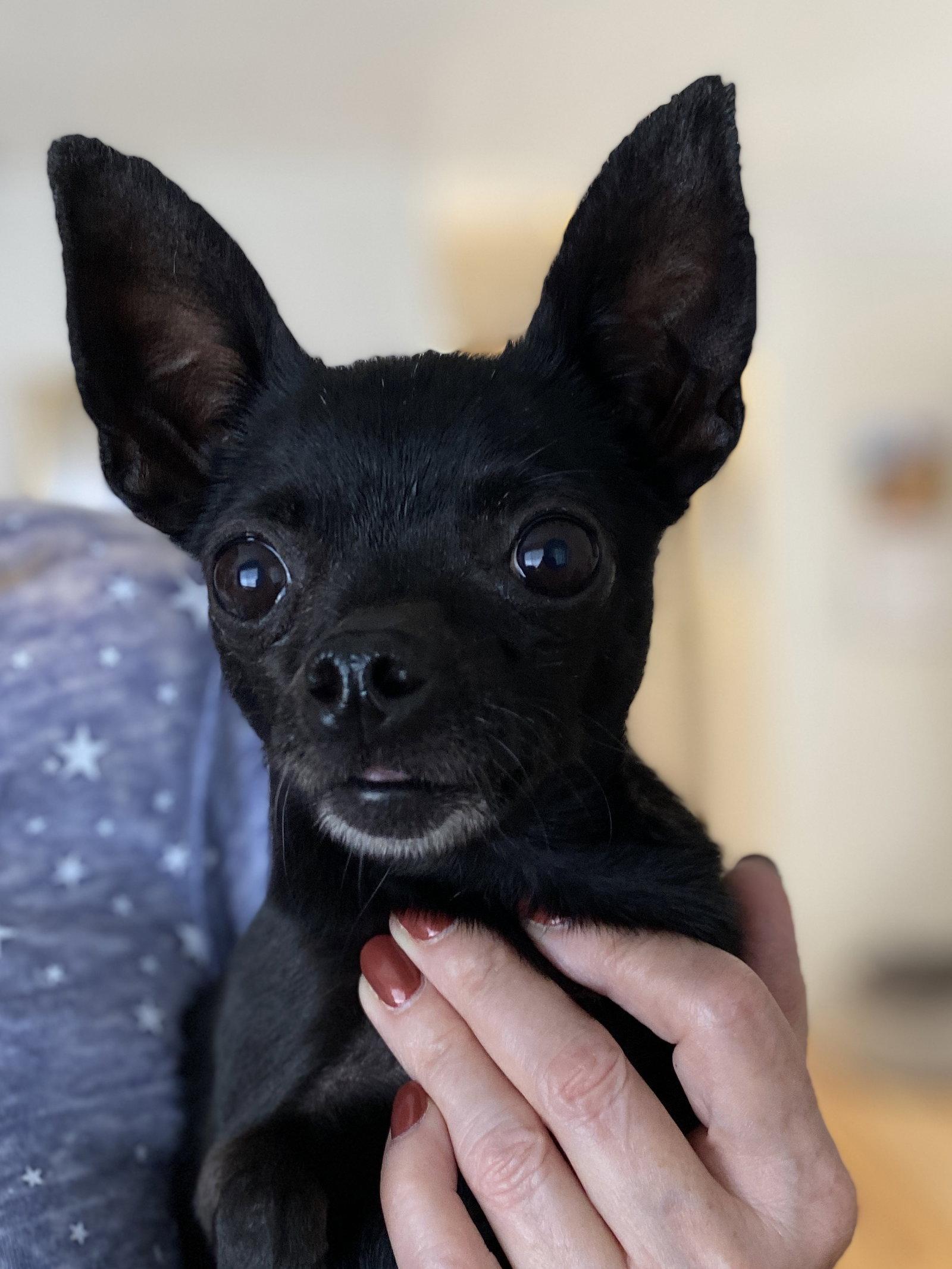 Jet, Adopted, Adult Female Chihuahua.