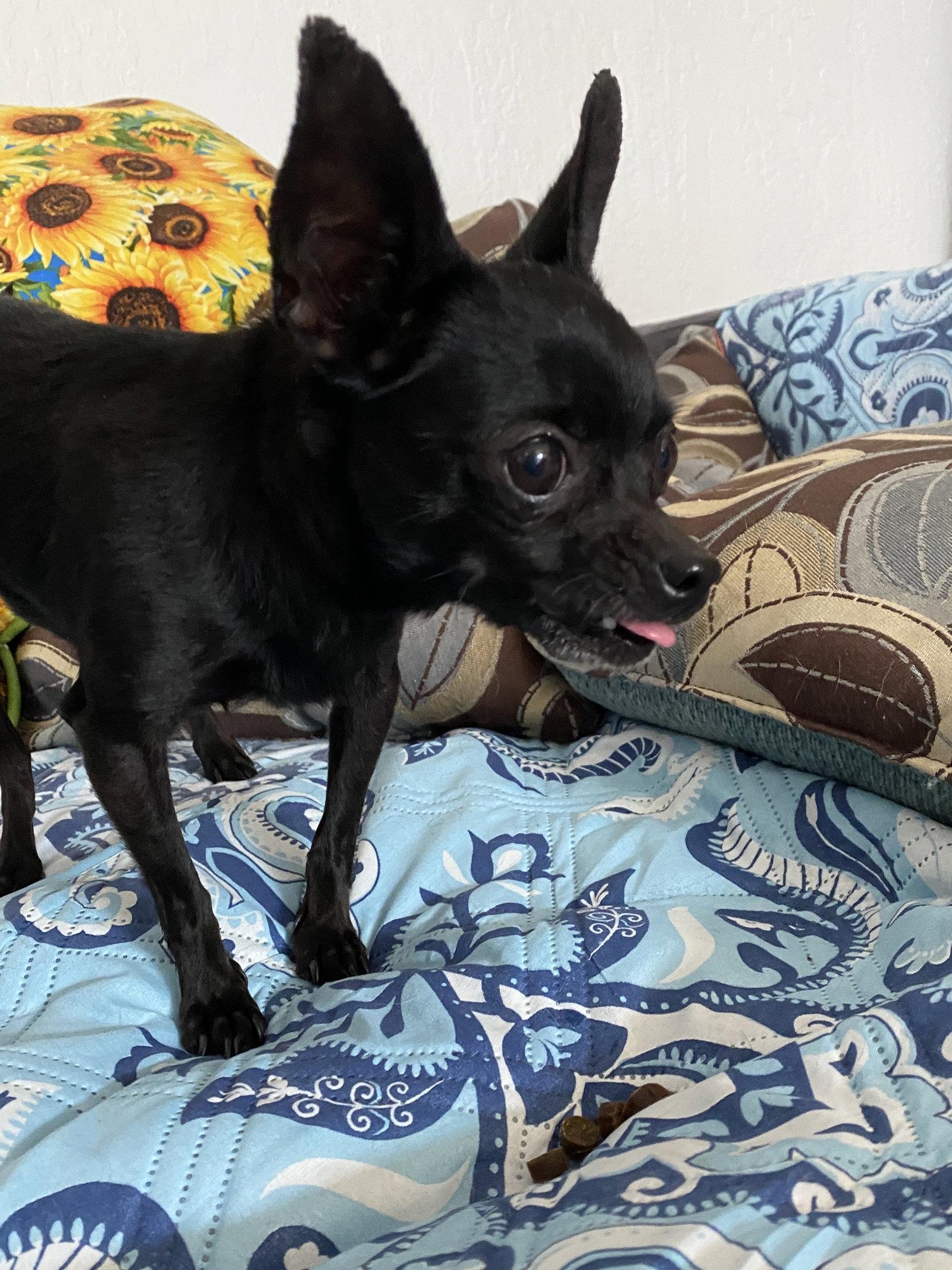 Jet, a Adopted Chihuahua in San Francisco, CA image 2/3
