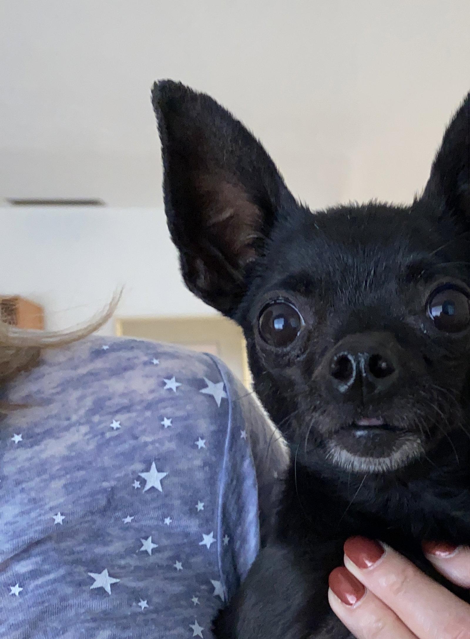 Jet, a Adopted Chihuahua in San Francisco, CA image 3/3