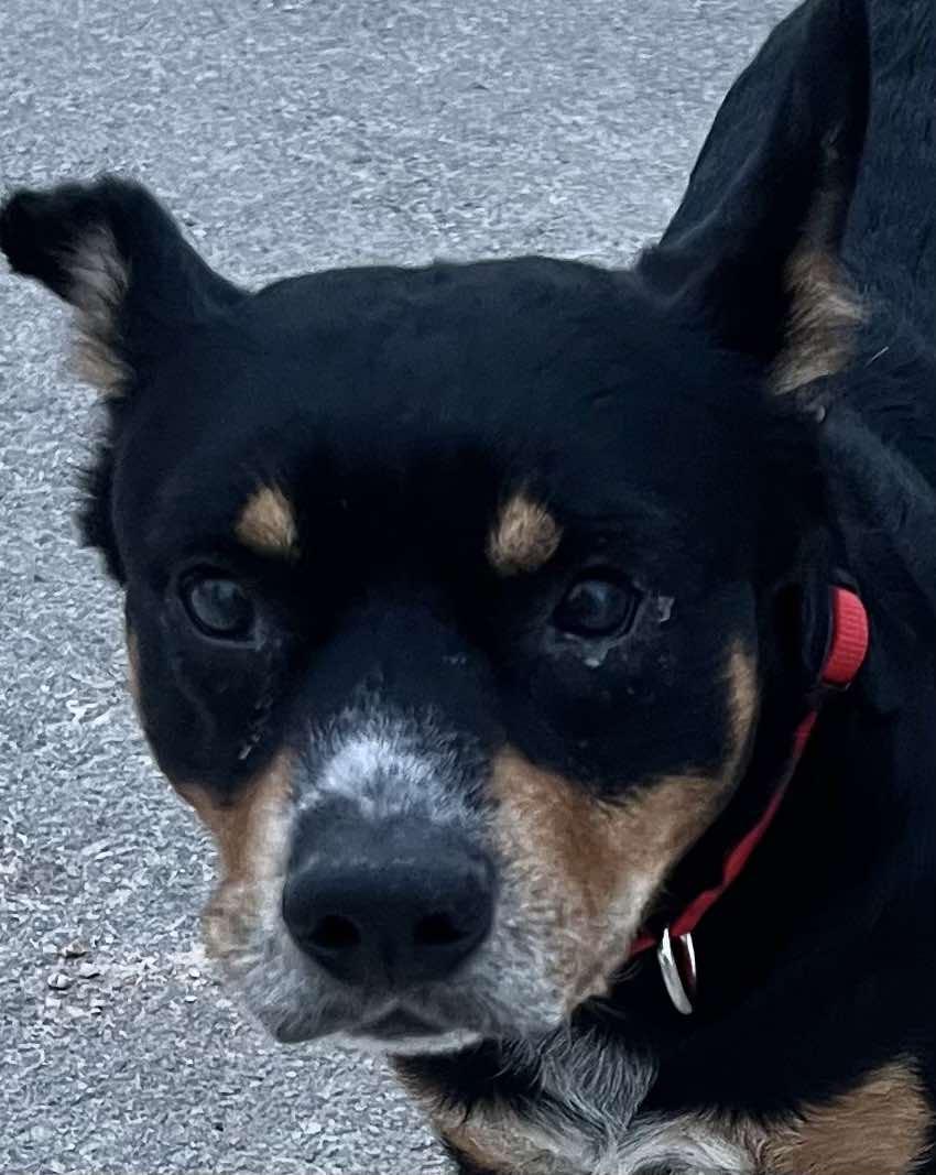 Max, a Adoptable mixed breed in Hoffman Estates, IL image 4/4