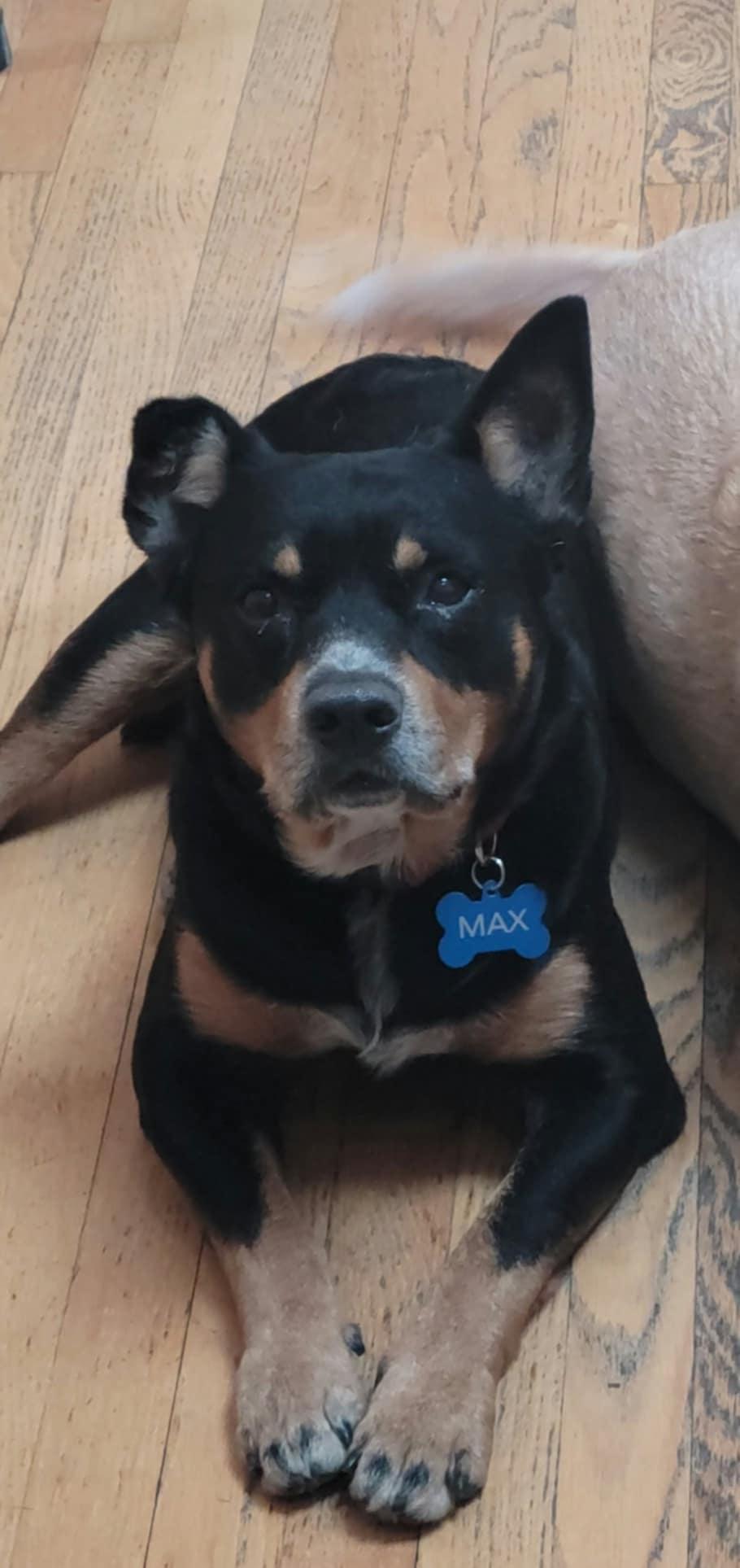 Max, a Adoptable mixed breed in Hoffman Estates, IL image 3/4