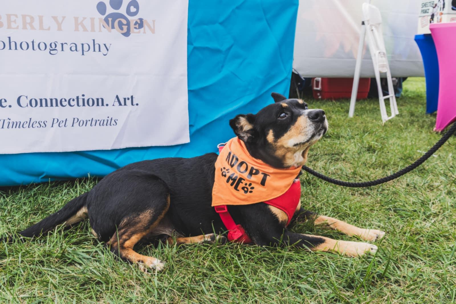 Max, a Adoptable mixed breed in Hoffman Estates, IL image 2/4