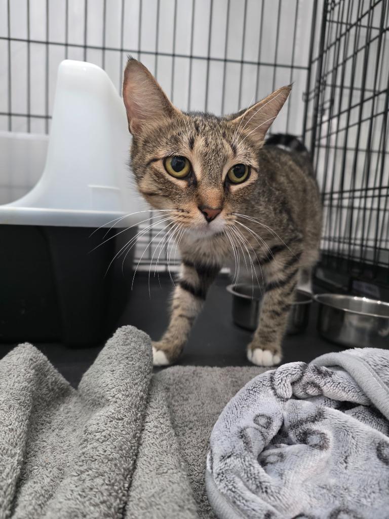 Maleficent, Adoptable, Young Female Domestic Short Hair.