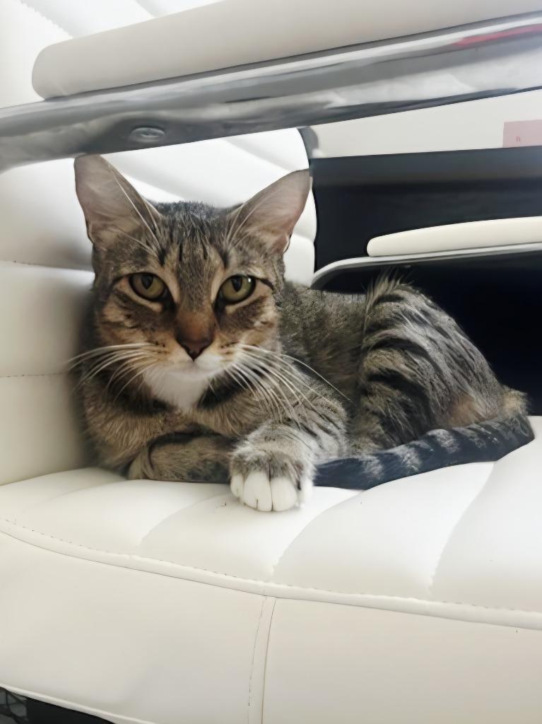 Enlarge Maleficent, a Adoptable Domestic Short Hair in Fort Myers, FL image 2/3