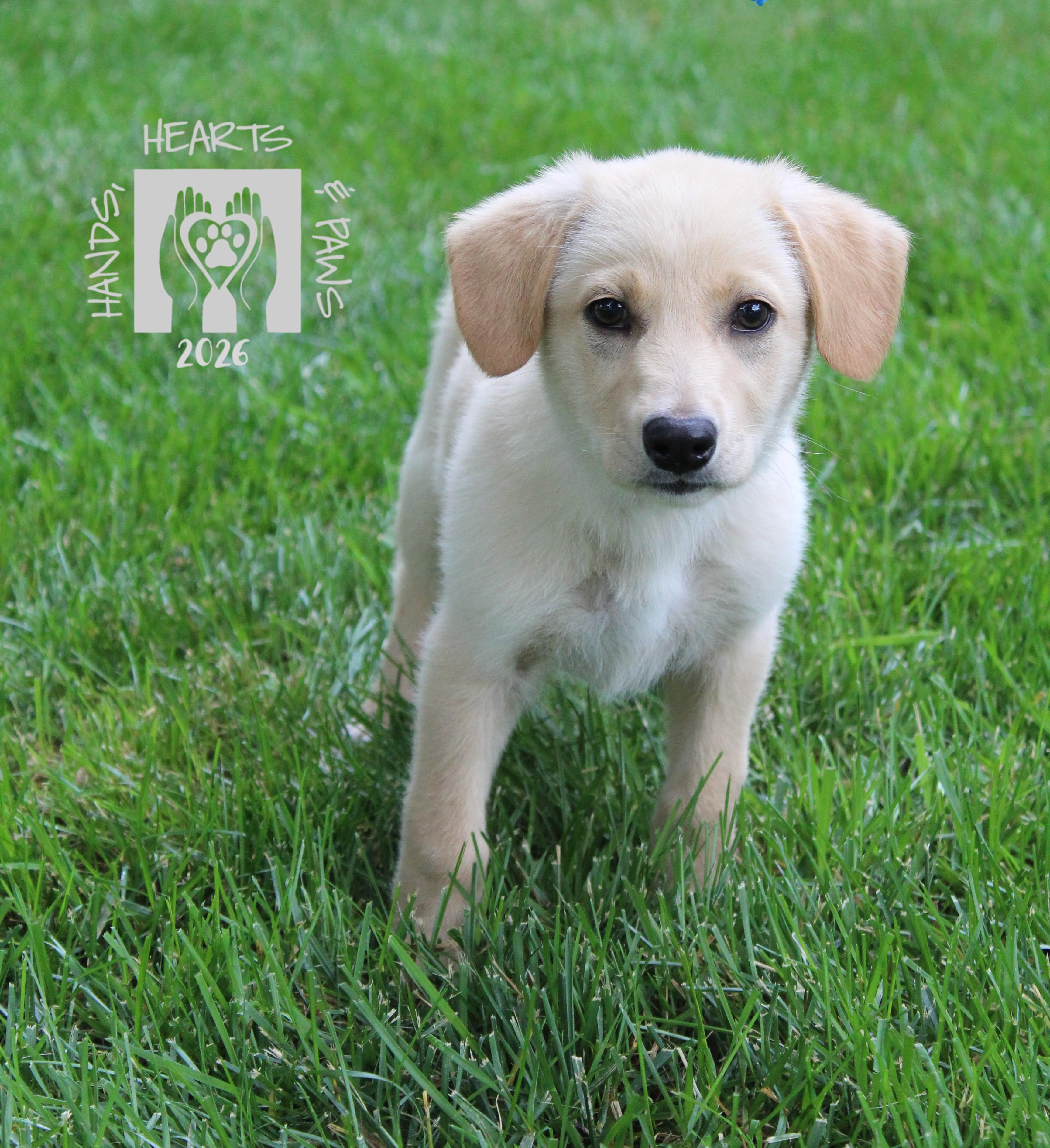 Enlarge Rhythm, a Adoptable mixed breed in Omaha, NE image 1/1