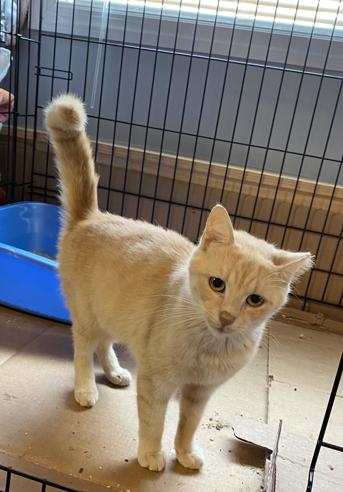 Enlarge Goldie, a Adopted Domestic Short Hair in Seaford, NY image 1/1