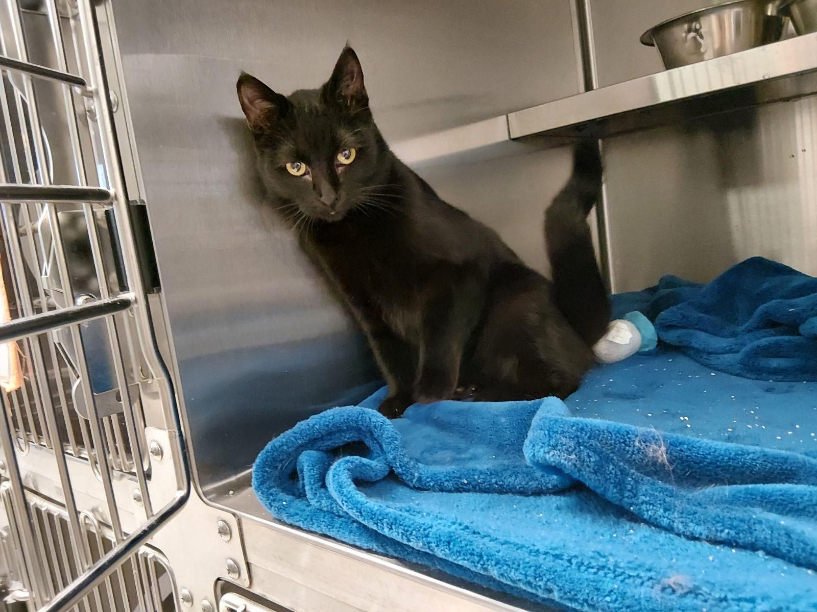 Renesmee, adopted, Adult Female Domestic Short Hair.