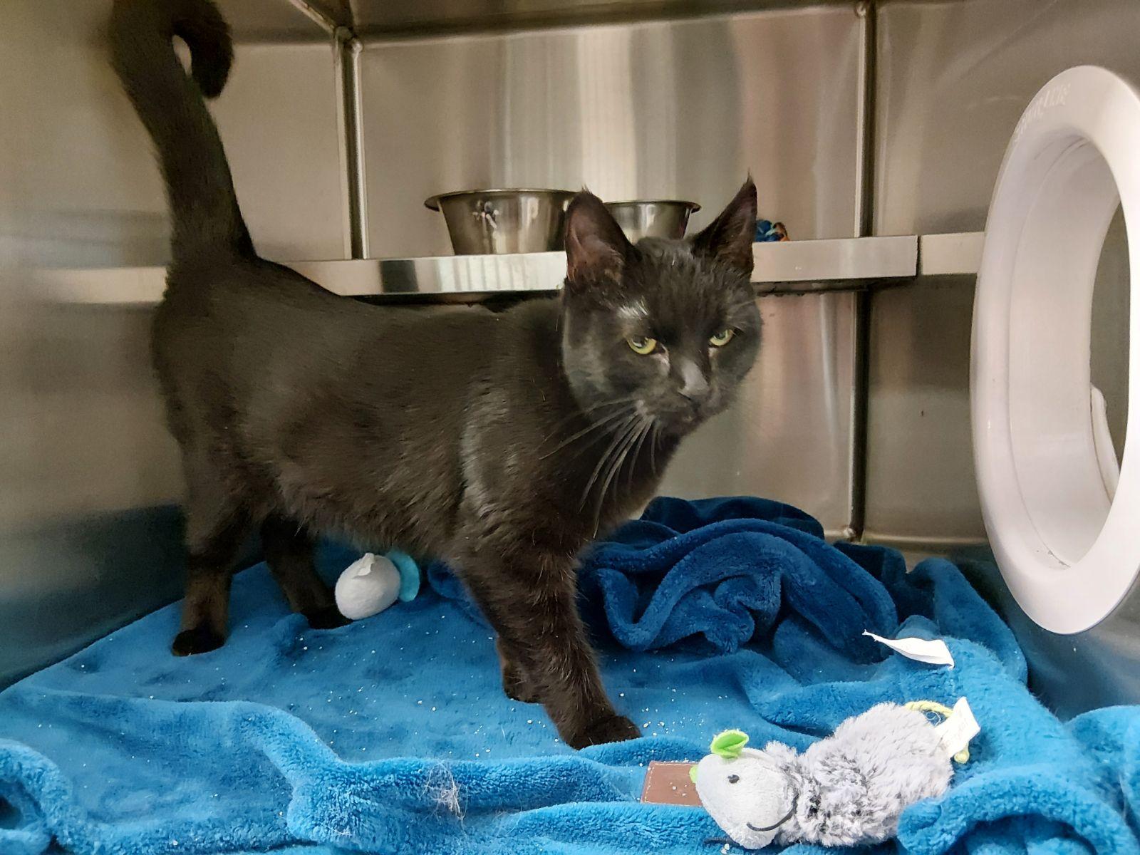 Enlarge Renesmee, an adopted Domestic Short Hair in Liberty, MO image 2/2