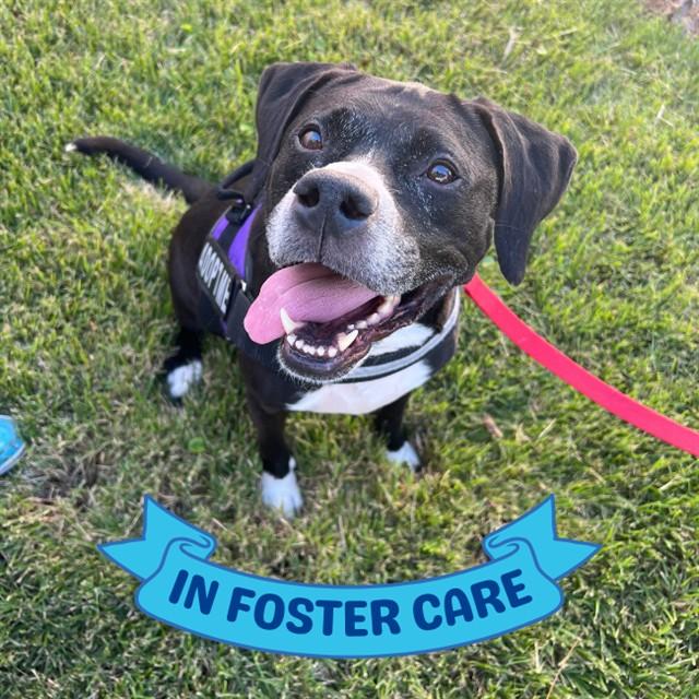 Enlarge SIR, a Adoptable mixed breed in Tallahassee, FL image 1/1