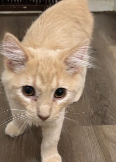 Enlarge Kyju, an adopted Domestic Medium Hair in Pekin, IL image 2/4