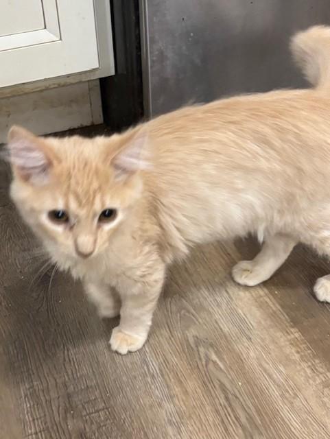 Enlarge Kyju, an adopted Domestic Medium Hair in Pekin, IL image 4/4