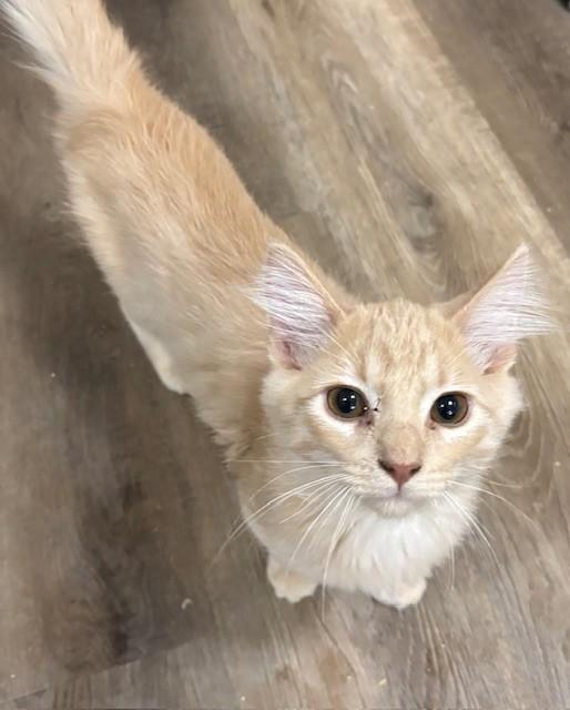 Kyju, adopted, Kitten Male Domestic Medium Hair.