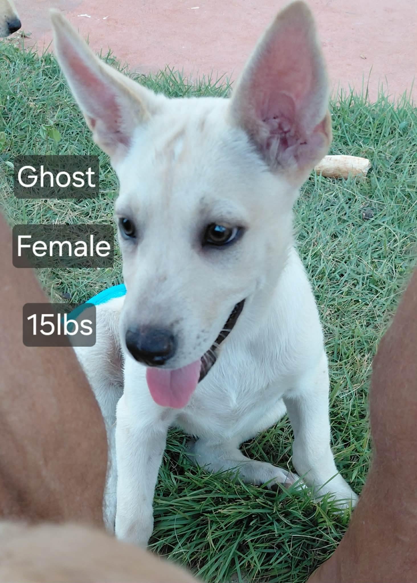 Ghost, adopted, Puppy Female Labrador Retriever & Husky.