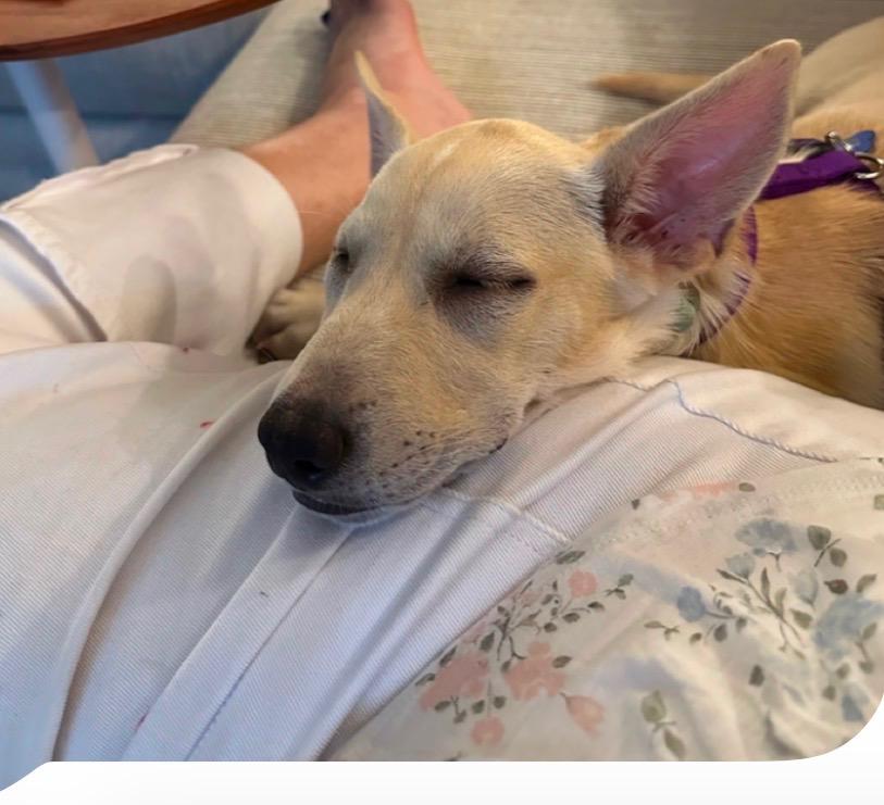 Enlarge Ghost, an adopted mixed breed in Cocoa Beach, FL image 3/6