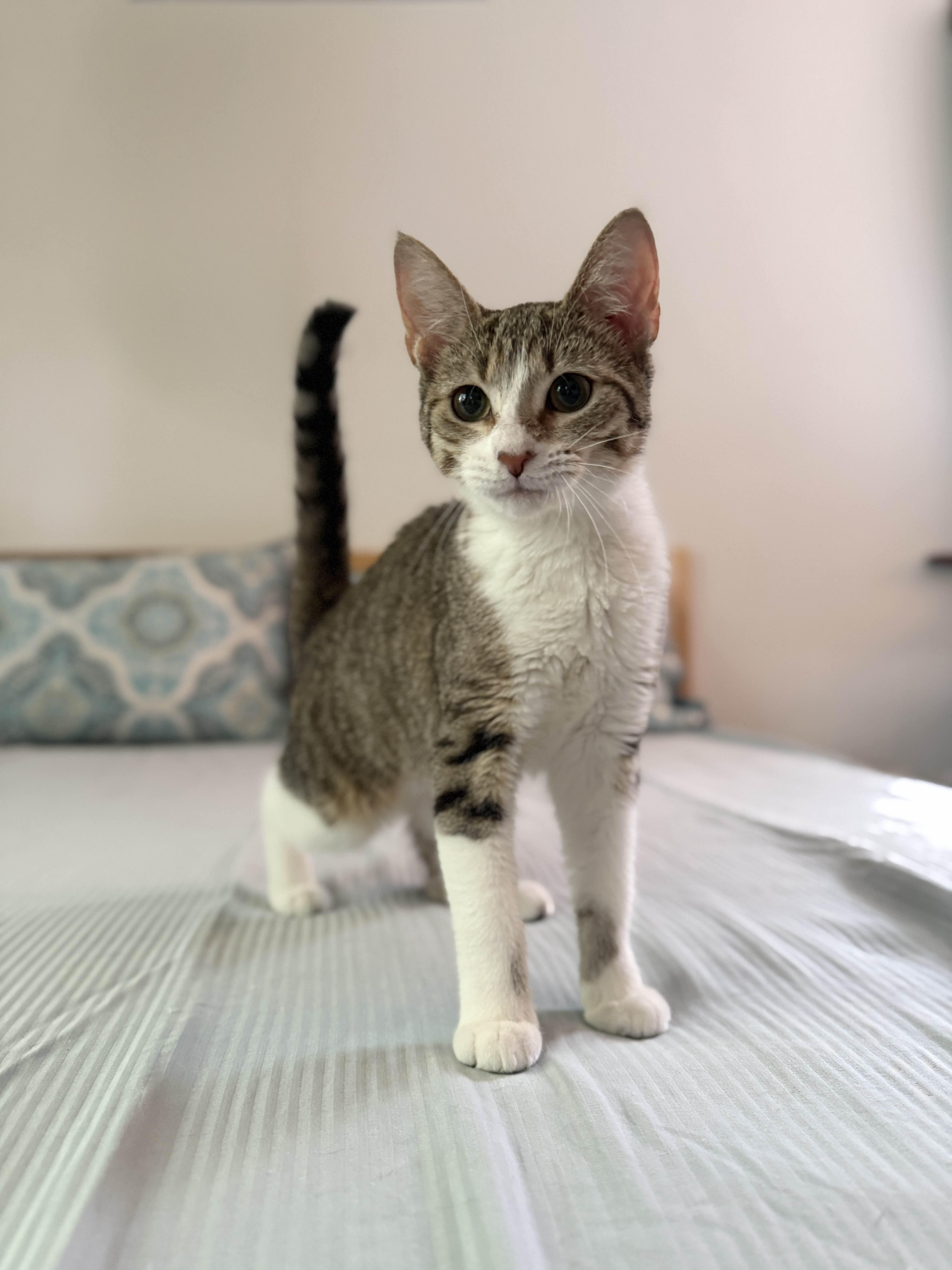 Enlarge Brandy, a Adopted Domestic Short Hair in Monroe Township, NJ image 3/6