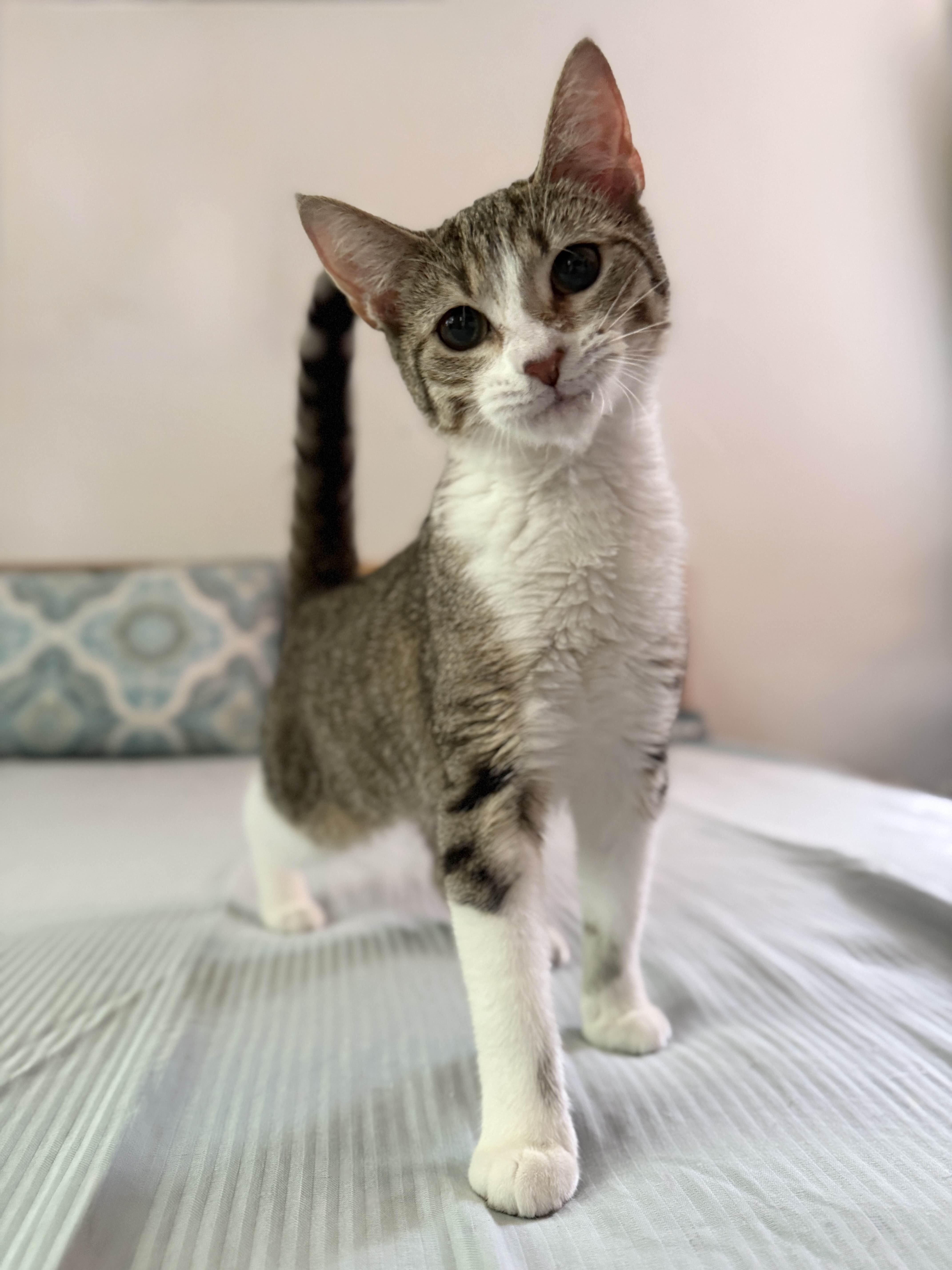 Brandy, Adopted, Young Female Domestic Short Hair.