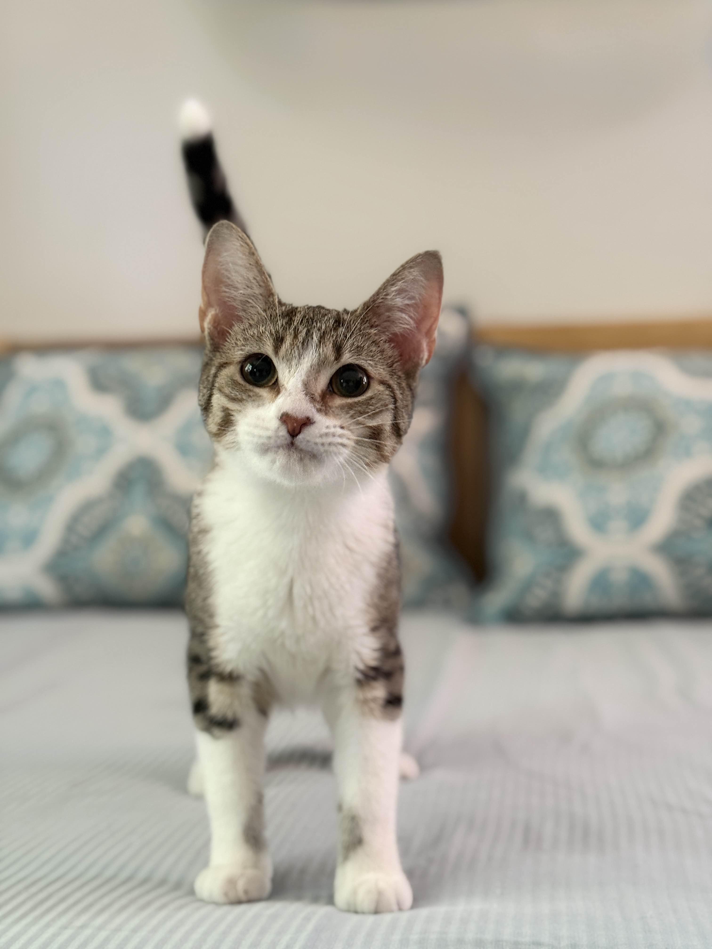 Enlarge Brandy, a Adopted Domestic Short Hair in Monroe Township, NJ image 2/6