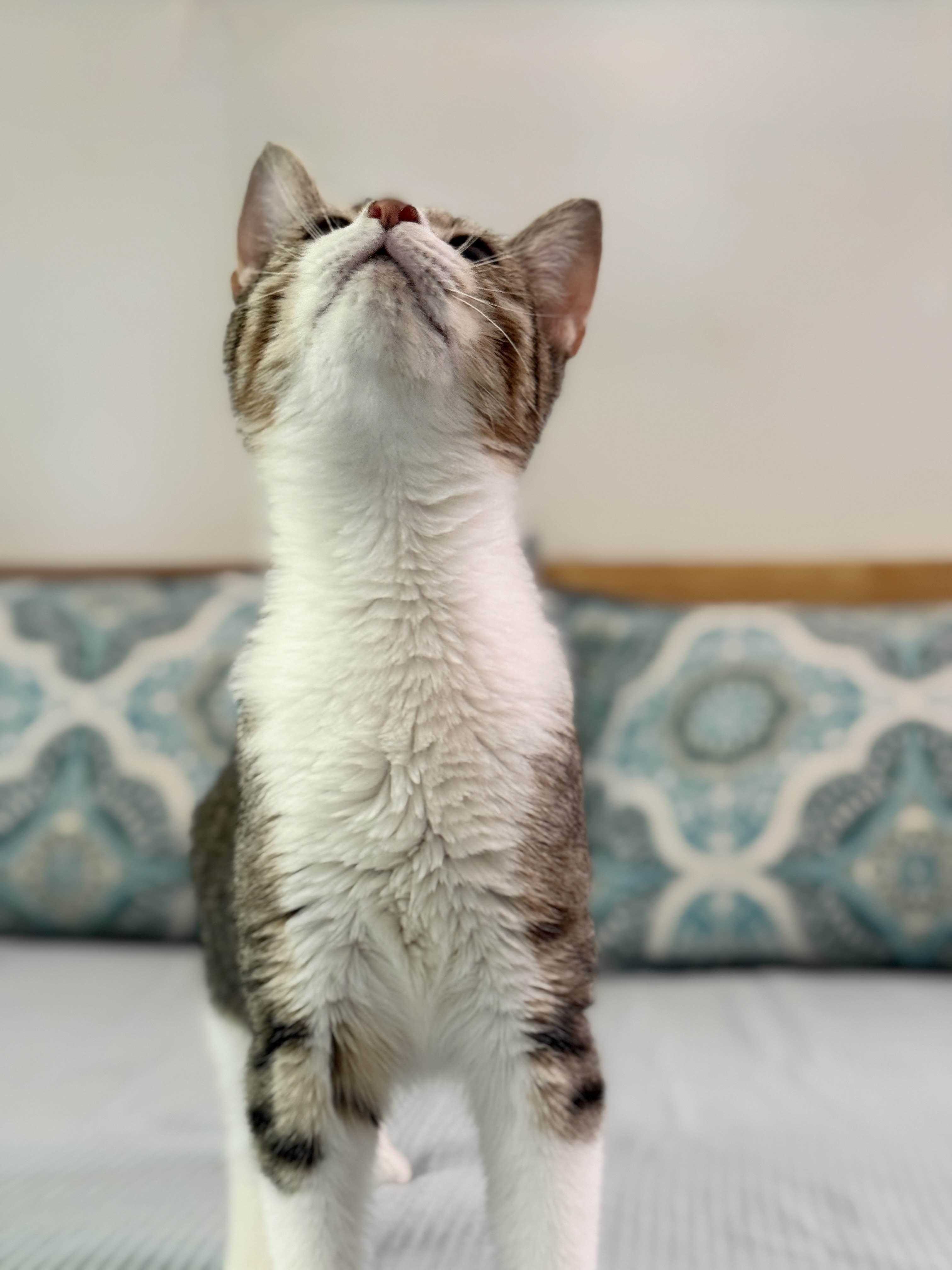 Enlarge Brandy, a Adopted Domestic Short Hair in Monroe Township, NJ image 4/6