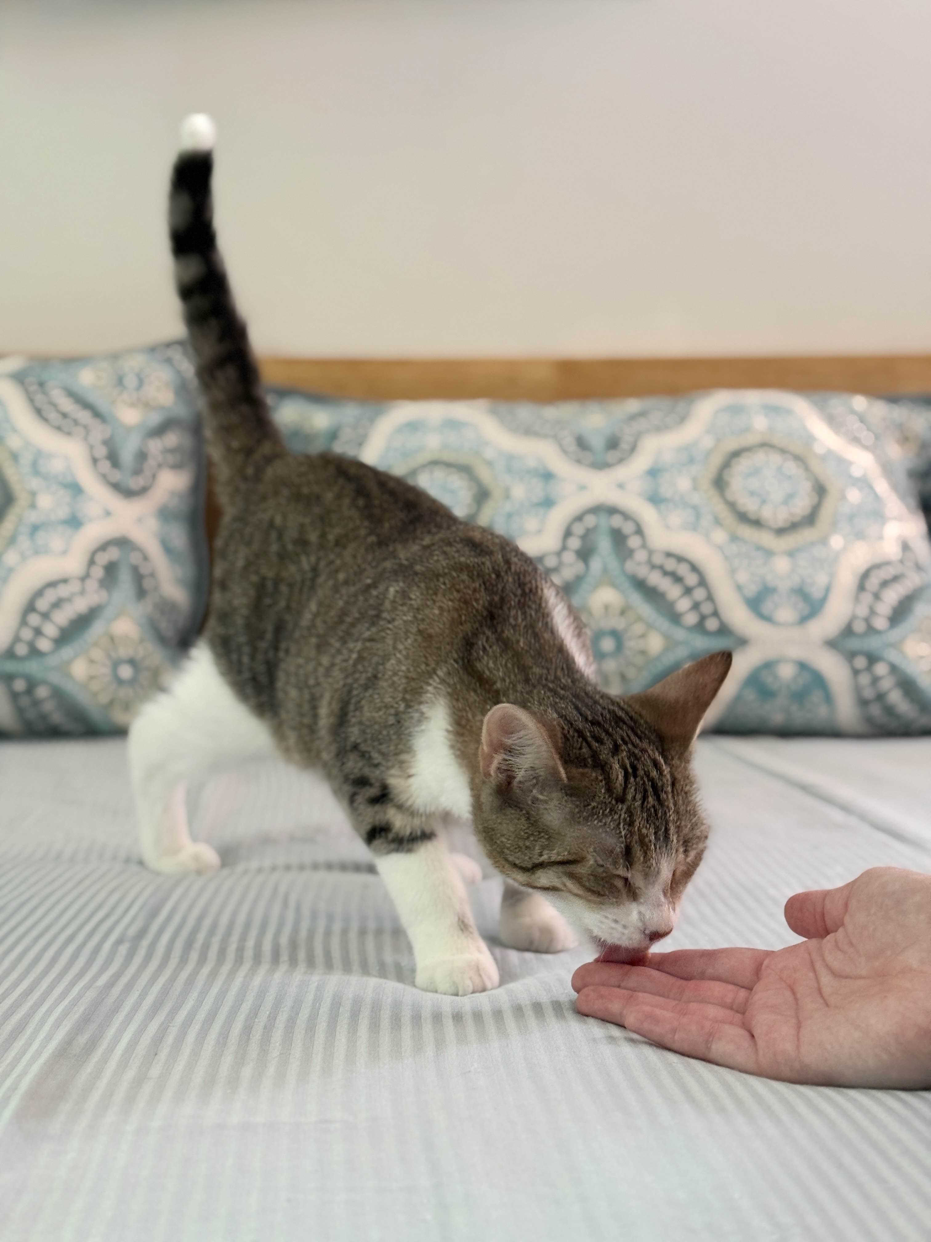 Enlarge Brandy, a Adopted Domestic Short Hair in Monroe Township, NJ image 5/6