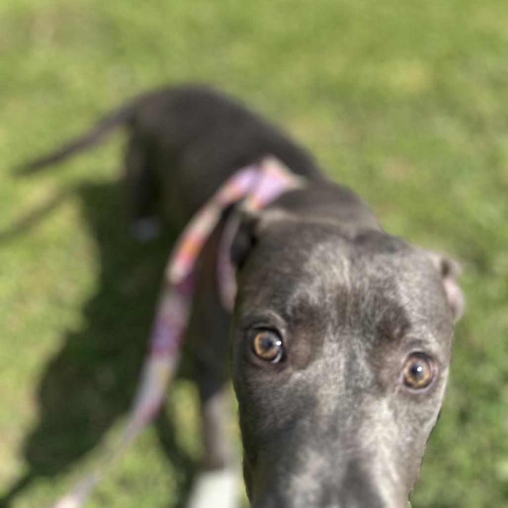 Enlarge Lex, a Adoptable Mixed Breed in Gadsden, AL image 1/6