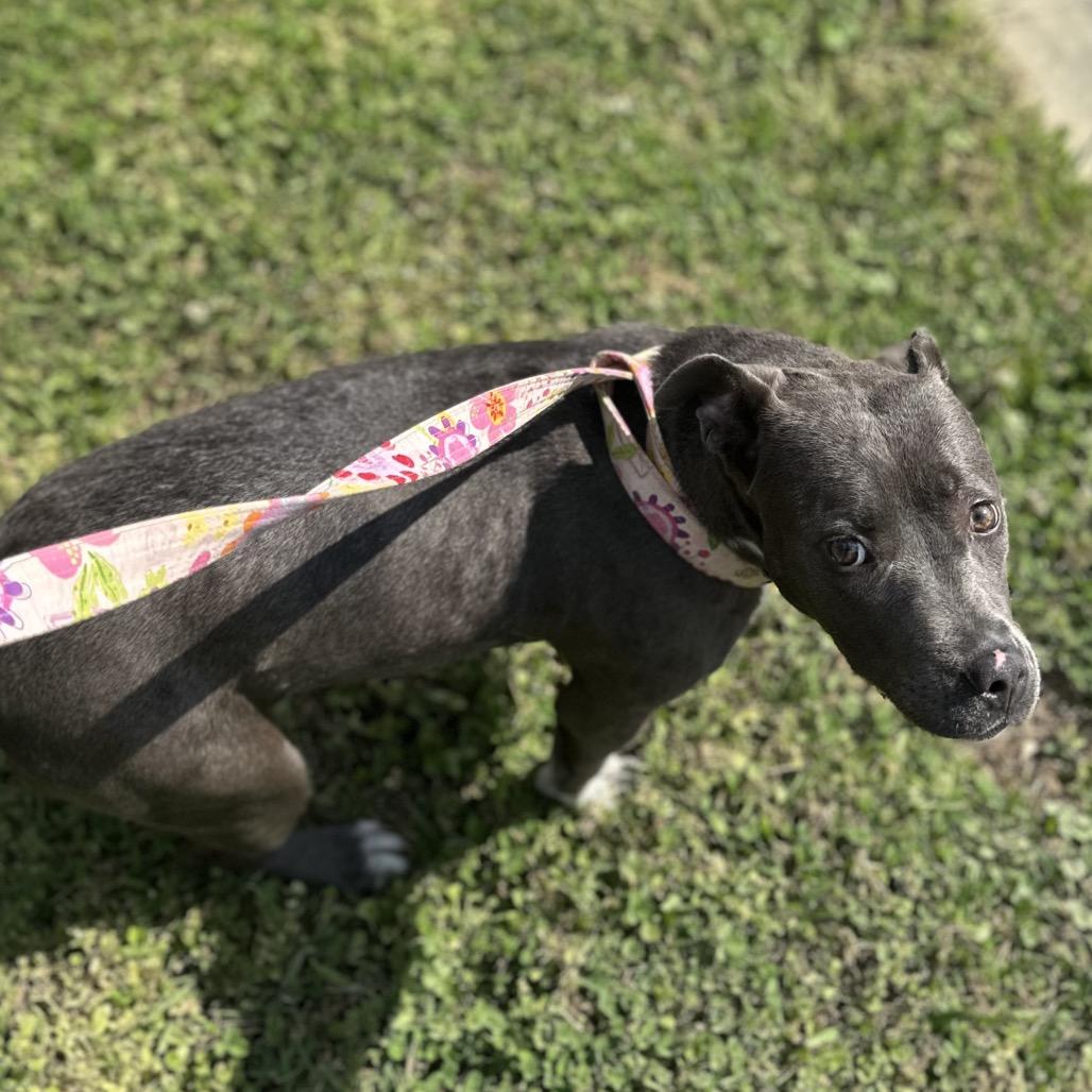 Enlarge Lex, a Adoptable Mixed Breed in Gadsden, AL image 2/6