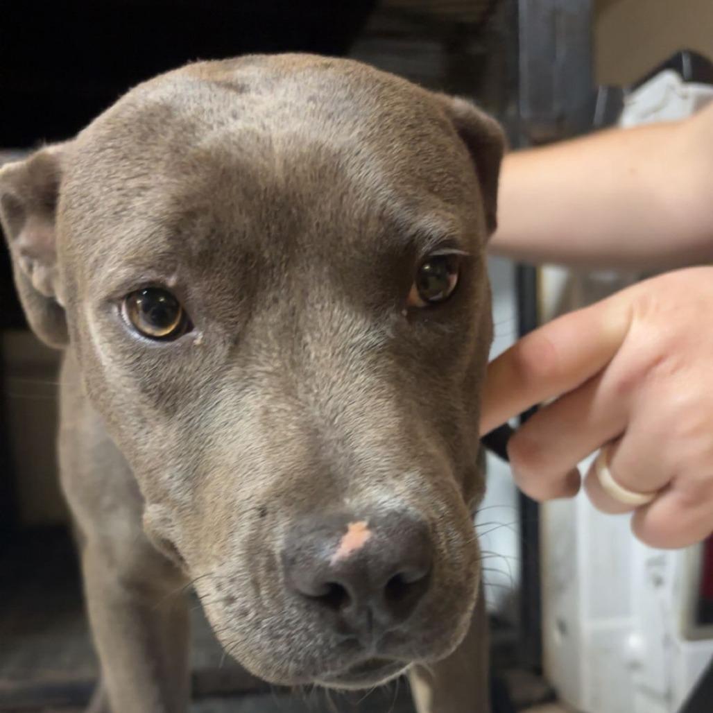 Enlarge Lex, a Adoptable Mixed Breed in Gadsden, AL image 3/6