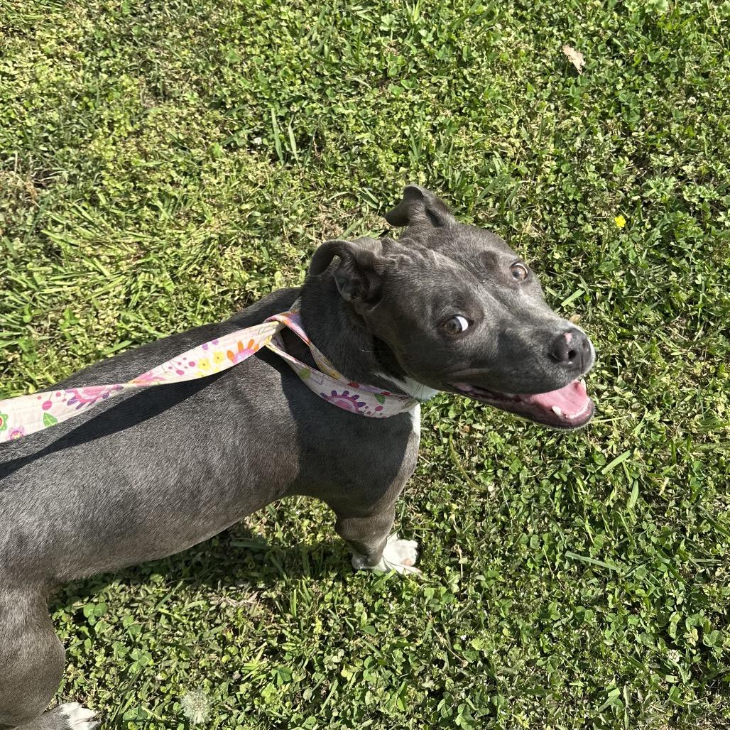 Enlarge Lex, a Adoptable Mixed Breed in Gadsden, AL image 5/6