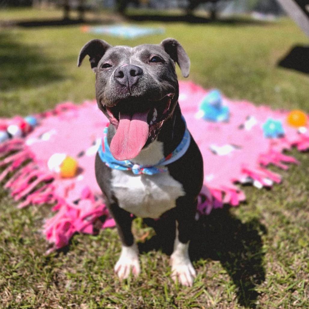 Enlarge Lex, a Adoptable Mixed Breed in Gadsden, AL image 6/6