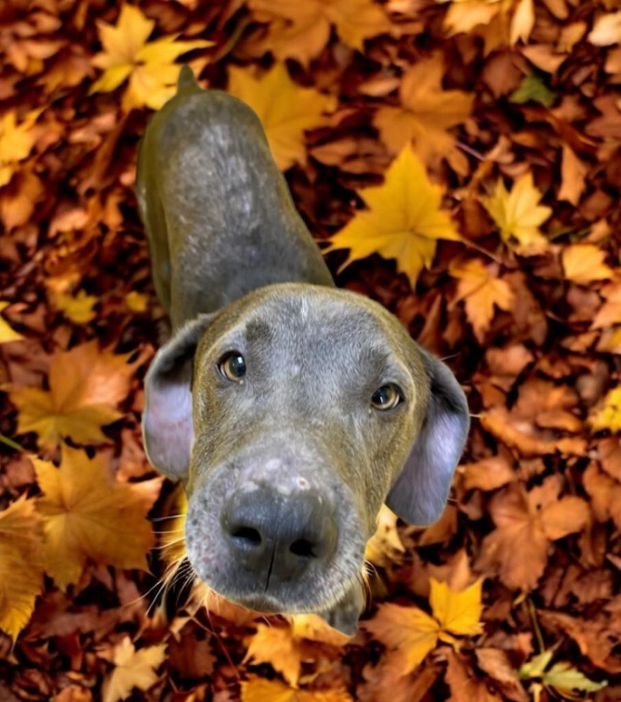 Temple, Adopted, Adult Male Weimaraner.