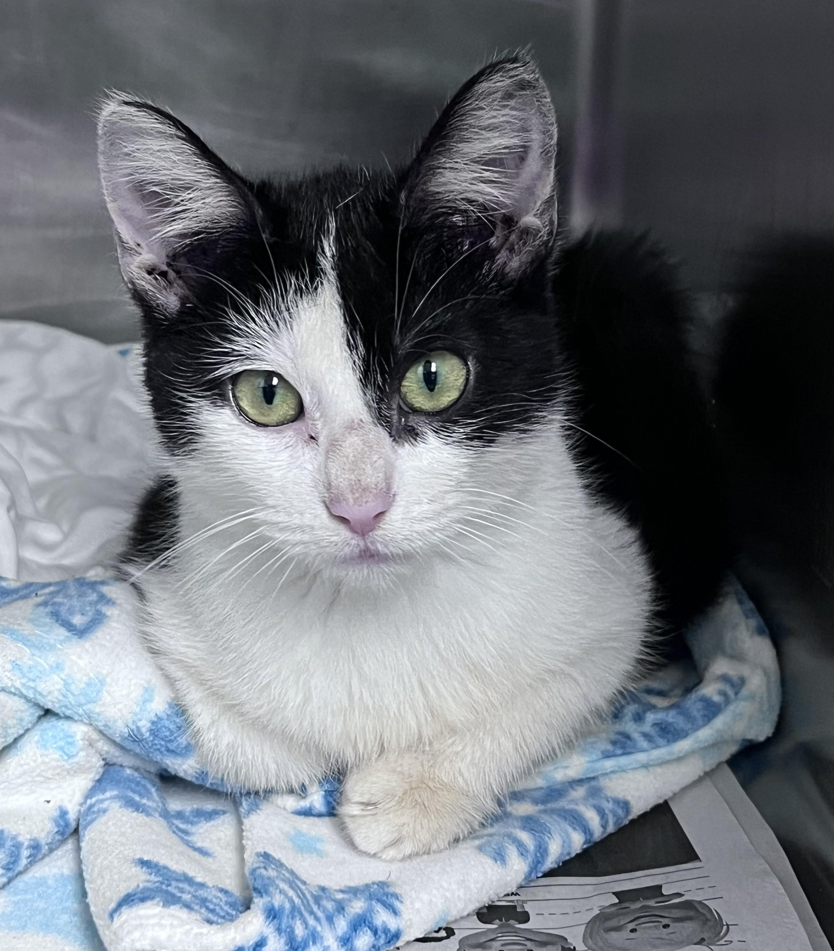 Enlarge Rita, a Adopted Domestic Short Hair in Youngstown, OH image 1/1