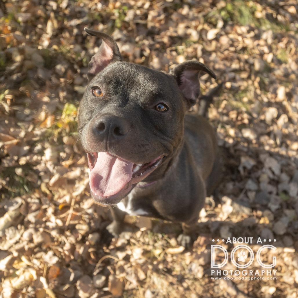 Enlarge Bobbi, a Adoptable Mixed Breed in Saint Cloud, MN image 1/6