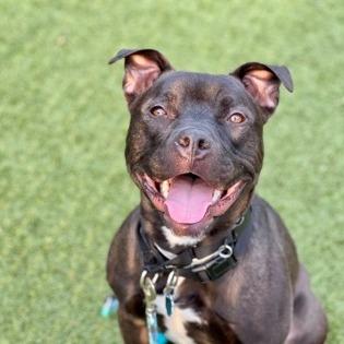 Enlarge Bobbi, a Adoptable Mixed Breed in Saint Cloud, MN image 2/6