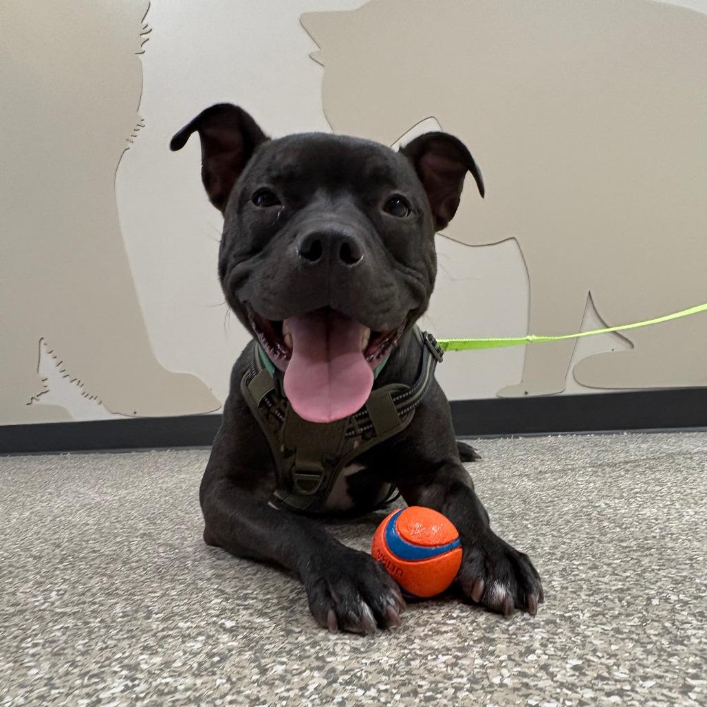 Enlarge Bobbi, a Adoptable Mixed Breed in Saint Cloud, MN image 3/6