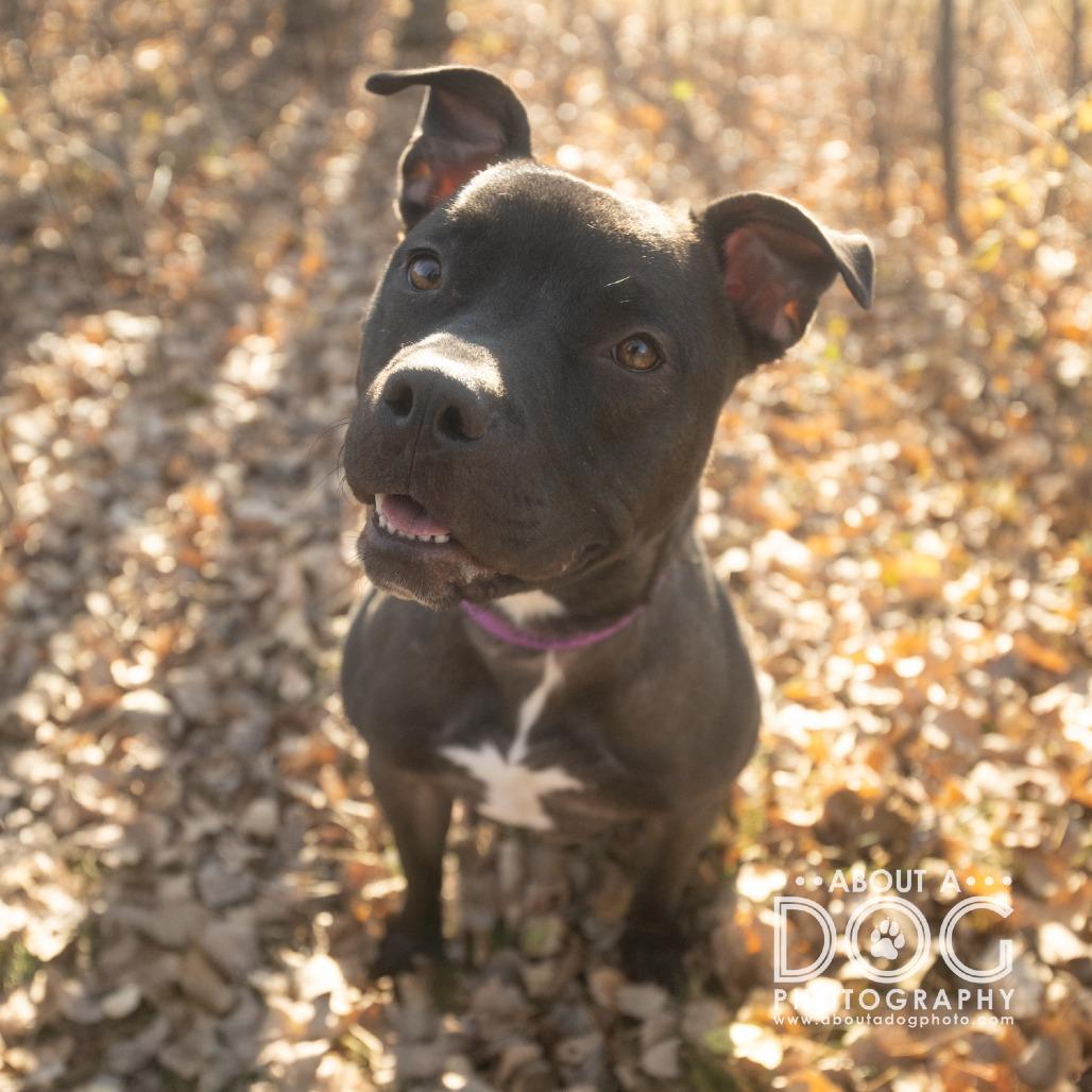 Enlarge Bobbi, a Adoptable Mixed Breed in Saint Cloud, MN image 5/6