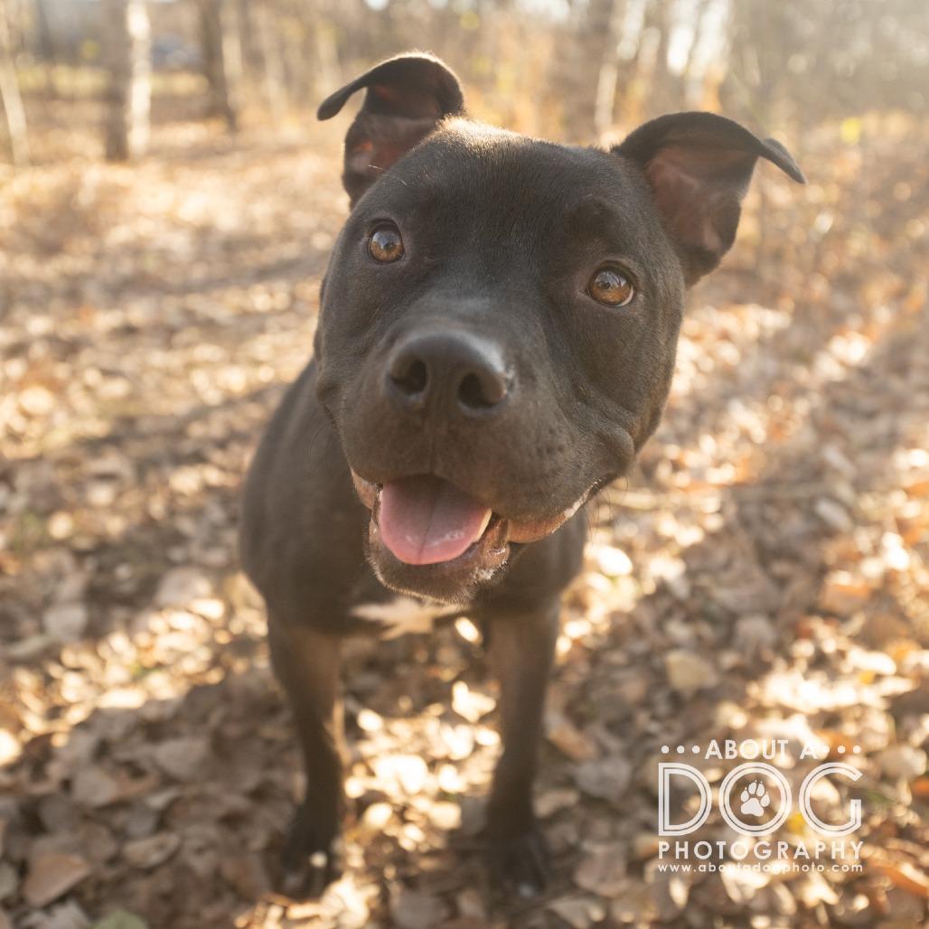 Enlarge Bobbi, a Adoptable Mixed Breed in Saint Cloud, MN image 6/6